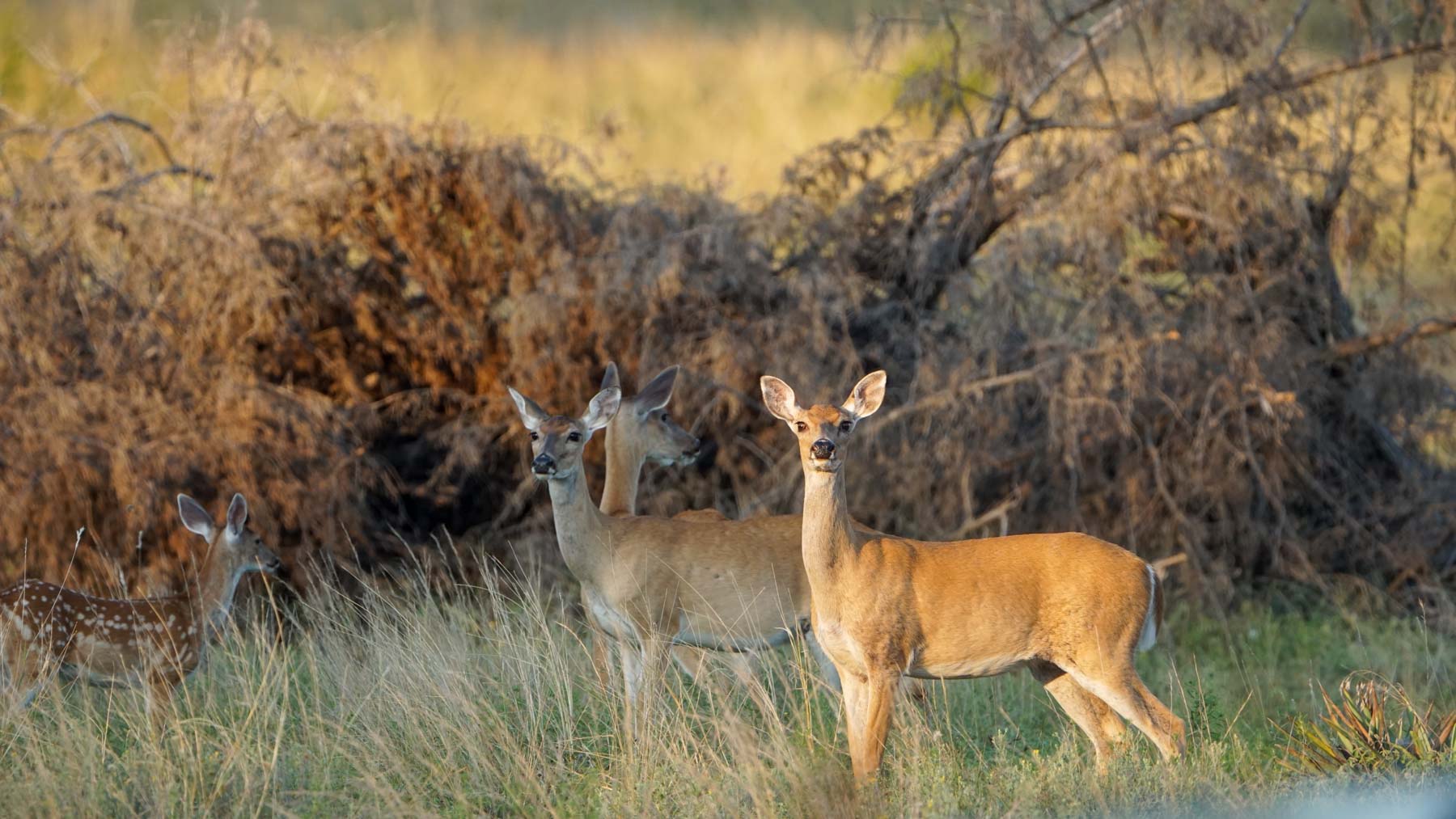 Horsefly Mountain Ranch property picture 26 of 85