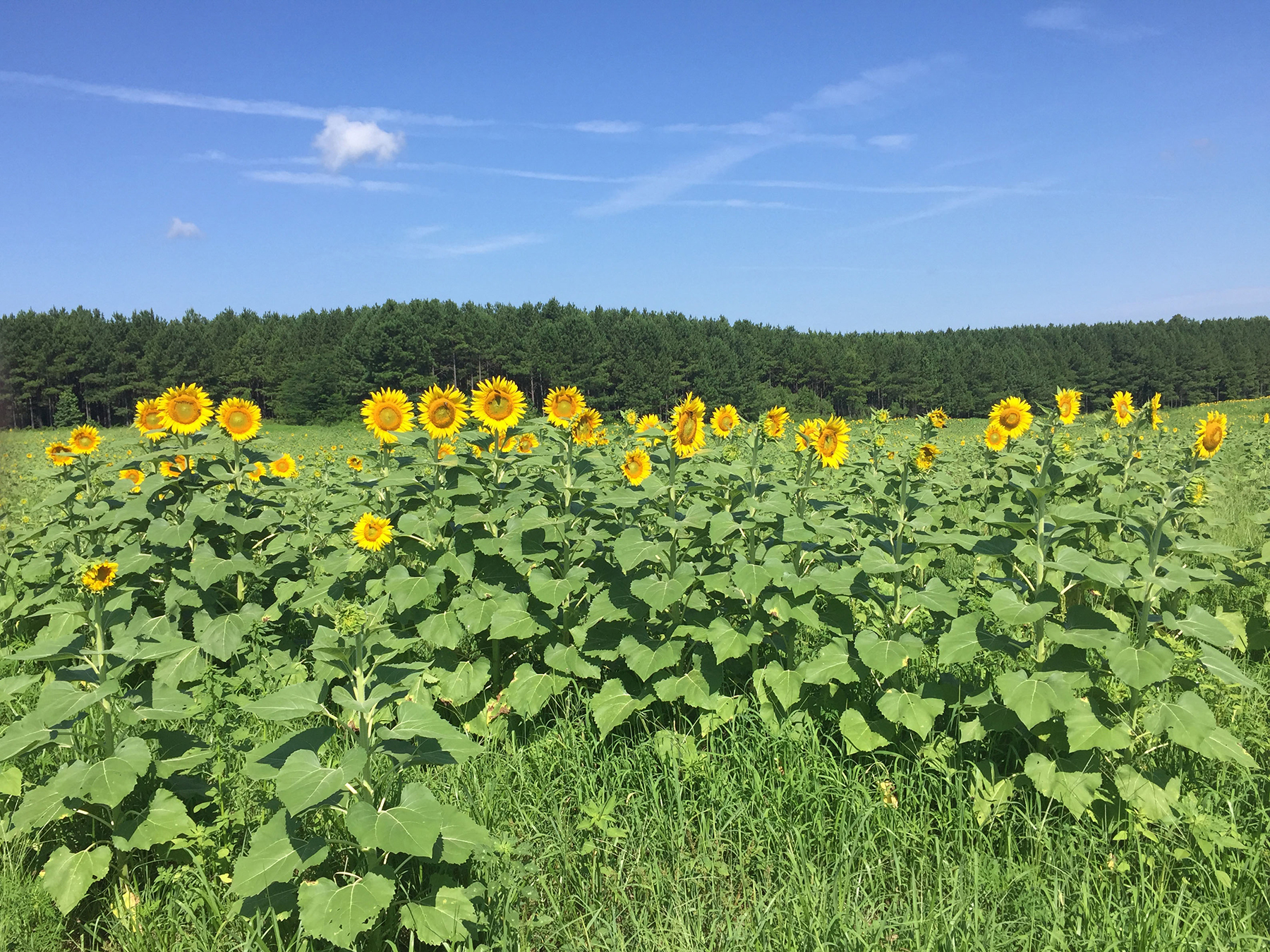 Whitney Farm property picture 56 of 62