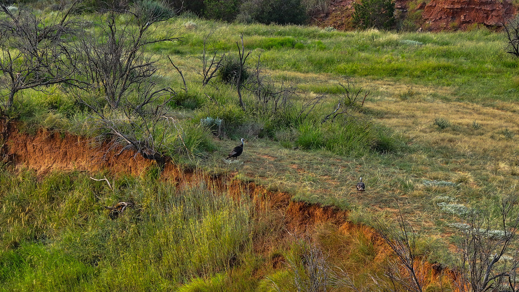 Diamond H Ranch property picture 41 of 53