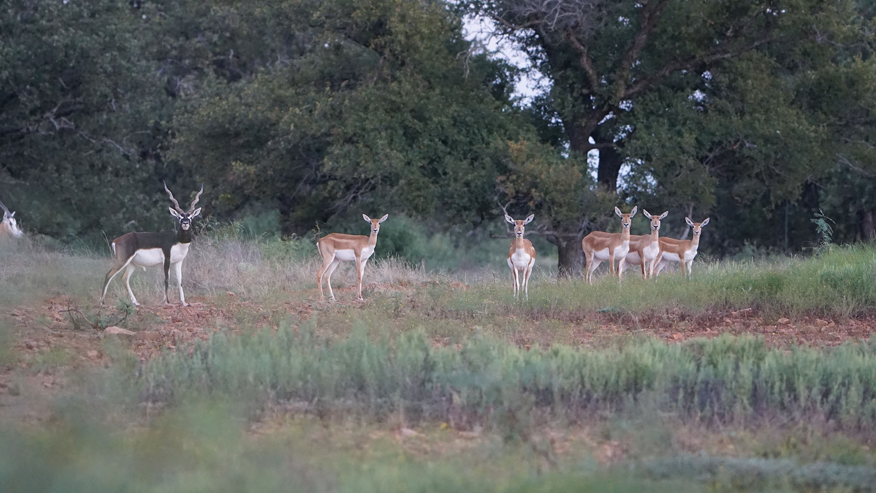 MY Ranch property picture 51 of 91
