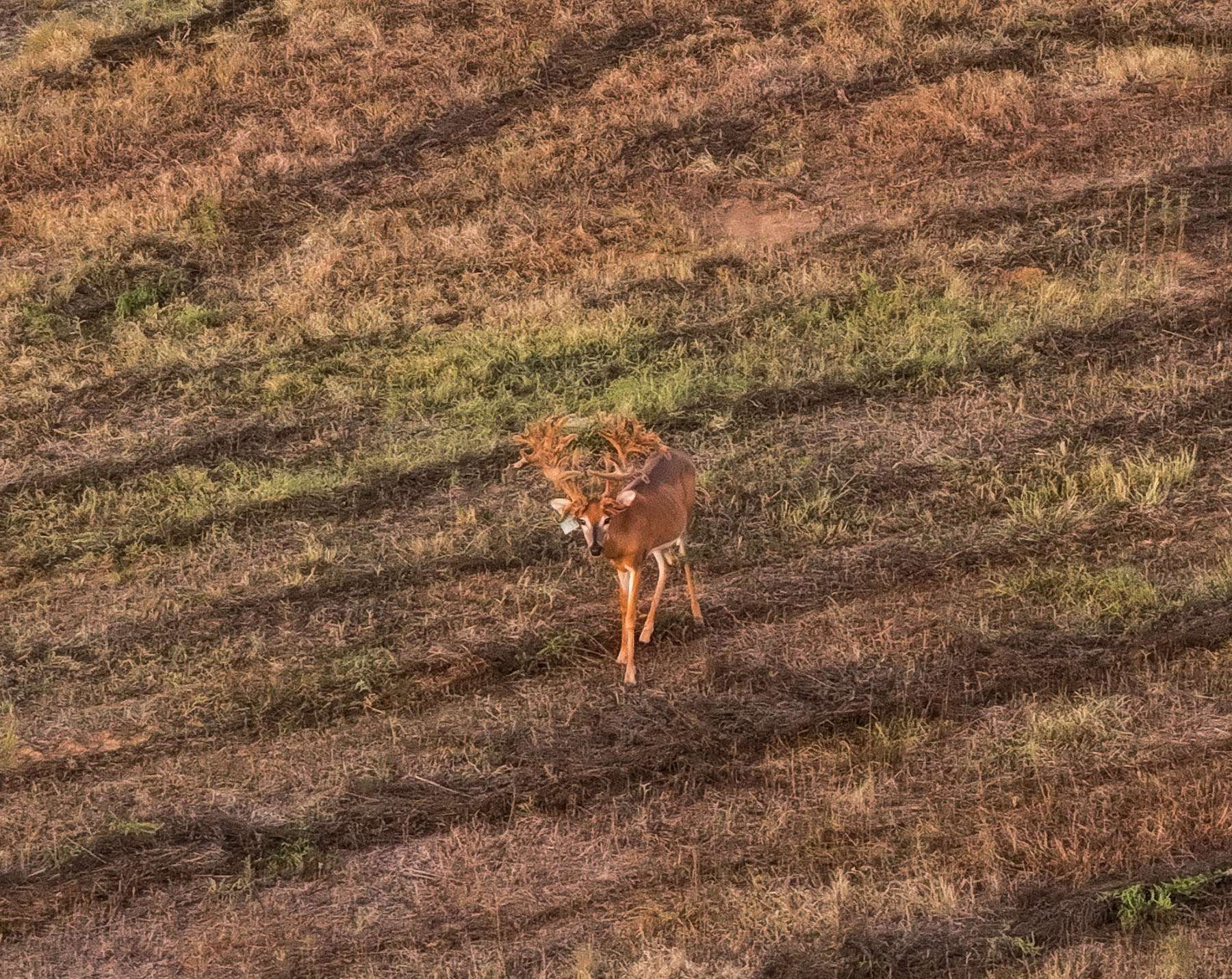 MY Ranch property picture 50 of 91