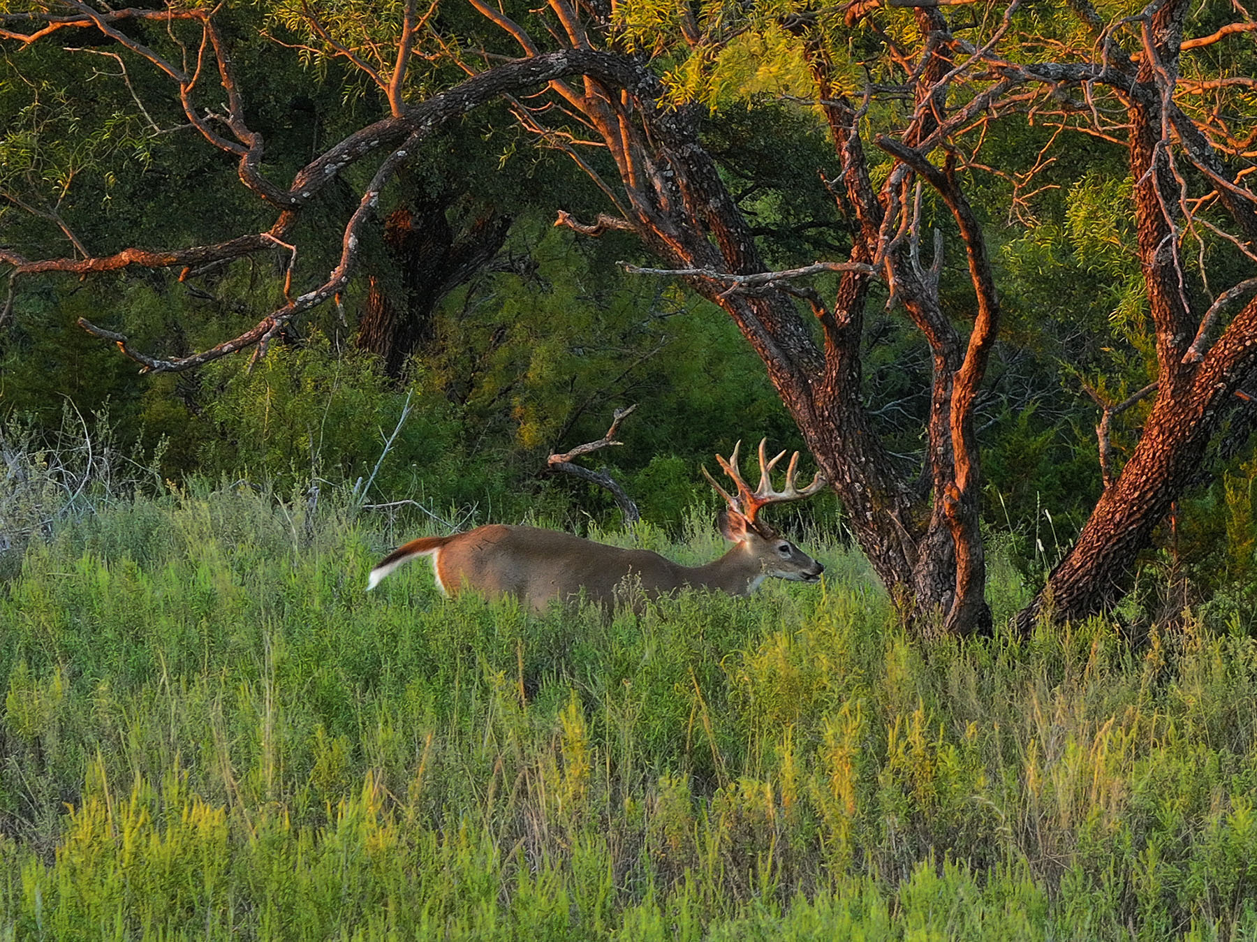 MY Ranch property picture 49 of 91