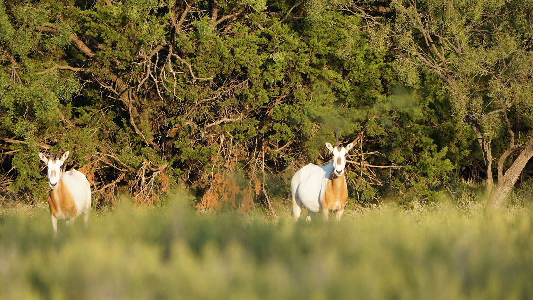 MY Ranch property picture 85 of 91