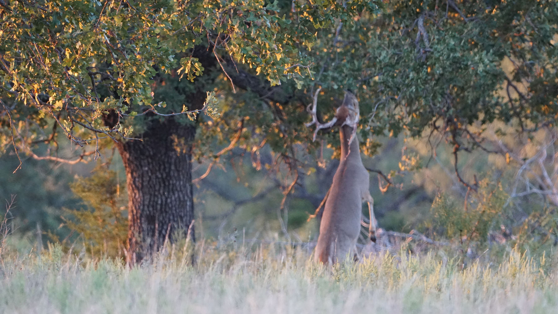 MY Ranch property picture 8 of 91