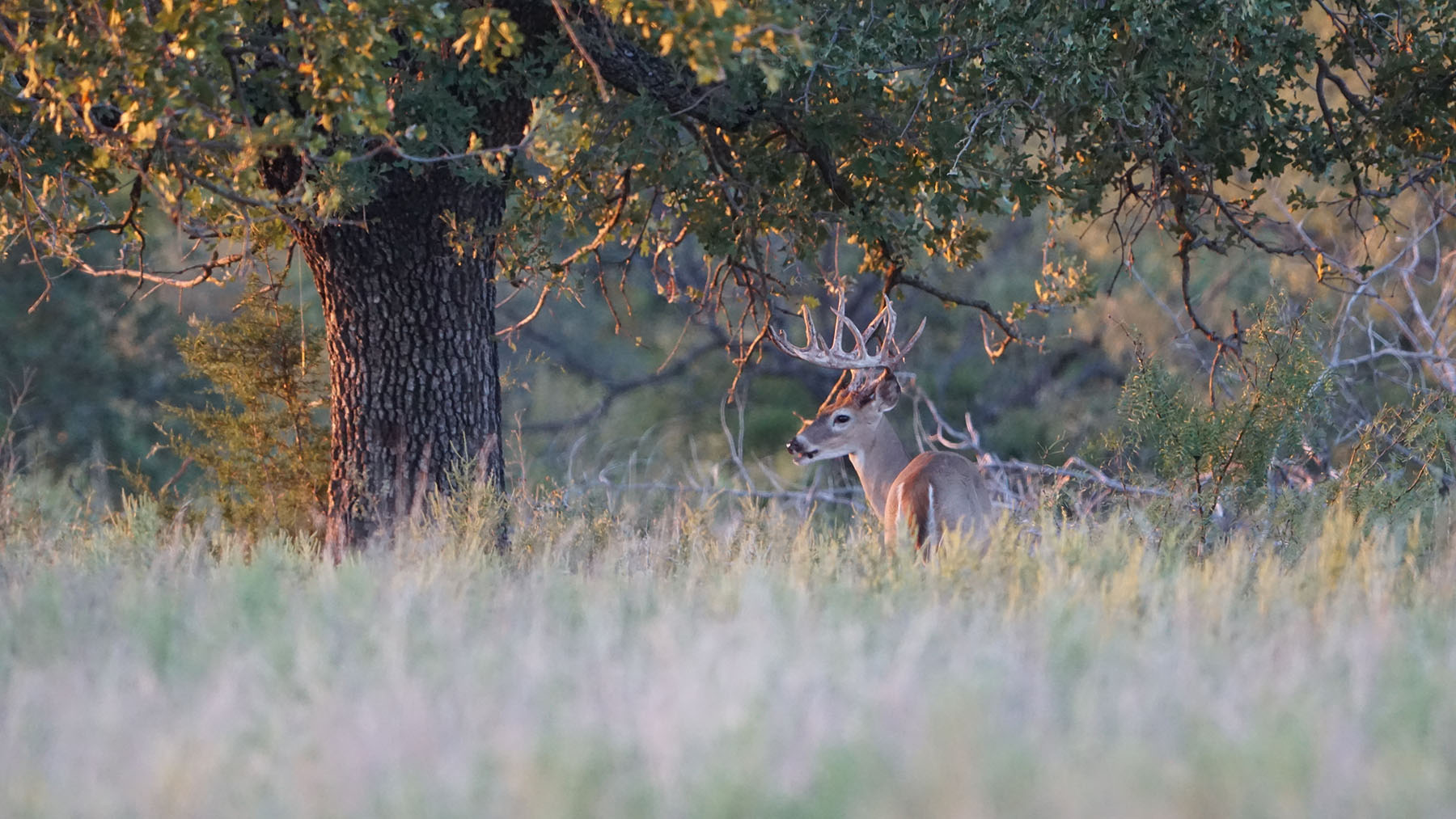 MY Ranch property picture 9 of 91
