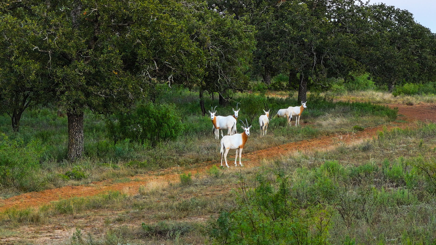 MY Ranch property picture 5 of 91