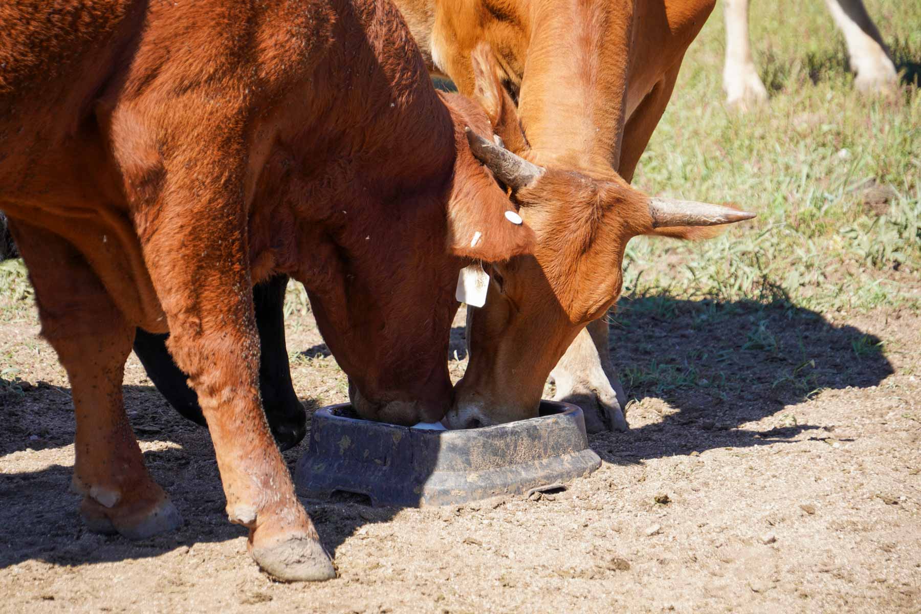Rigden Ranch property picture 13 of 30