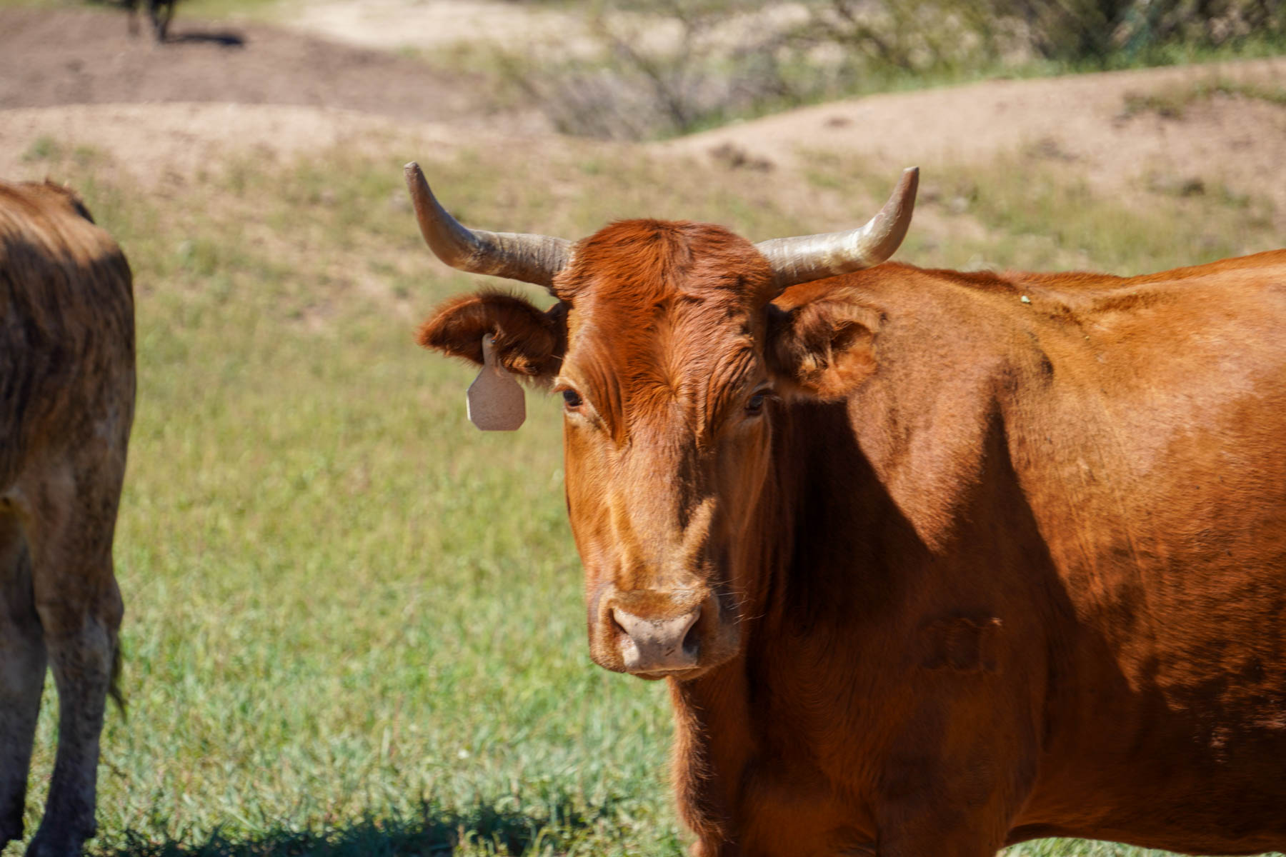 Rigden Ranch property picture 14 of 30