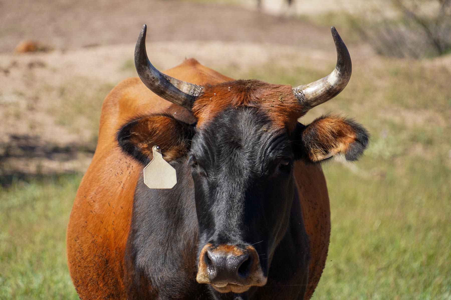 Rigden Ranch property picture 26 of 30