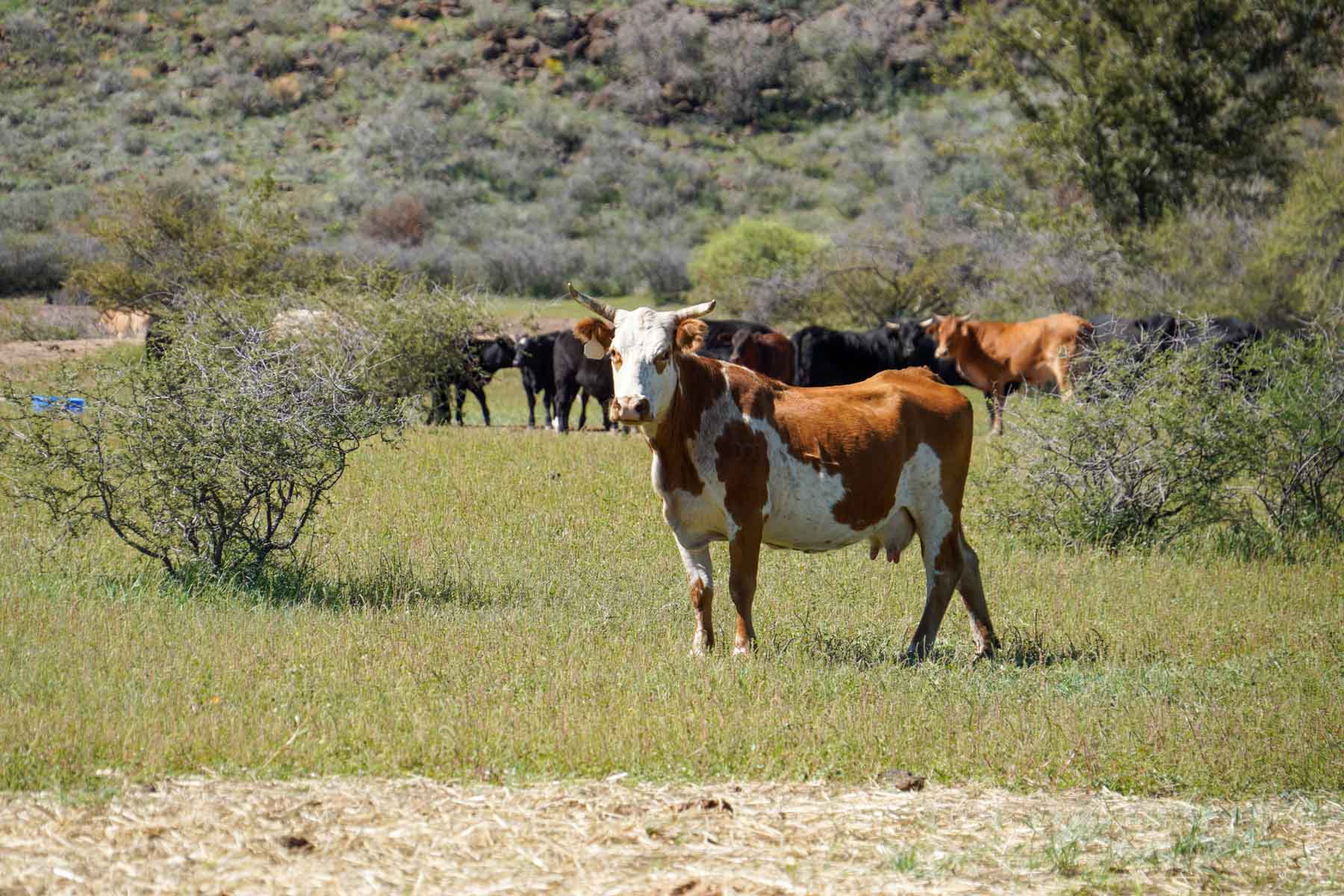 Rigden Ranch property picture 6 of 30