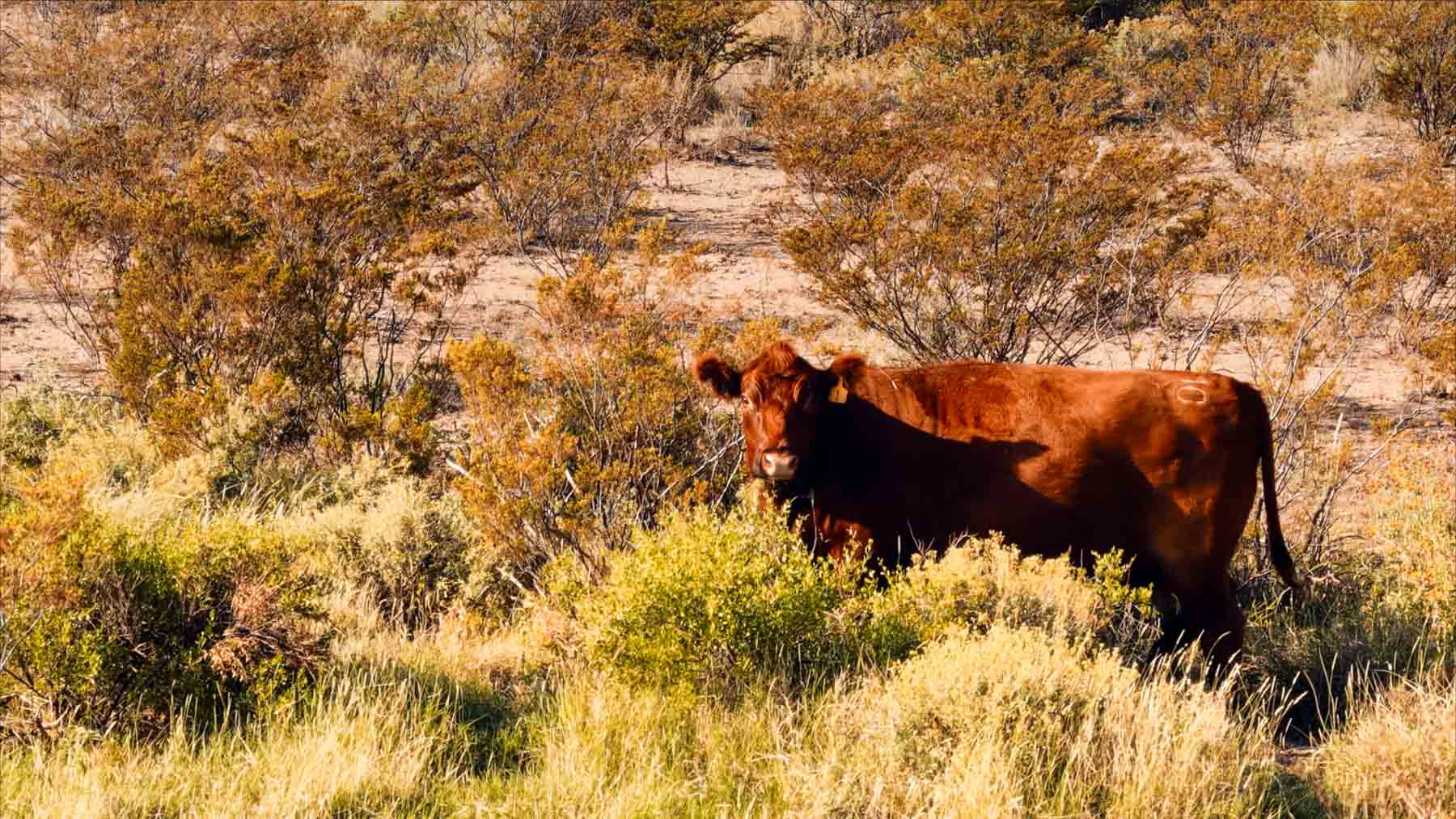 Y Bar O Ranch property picture 50 of 98
