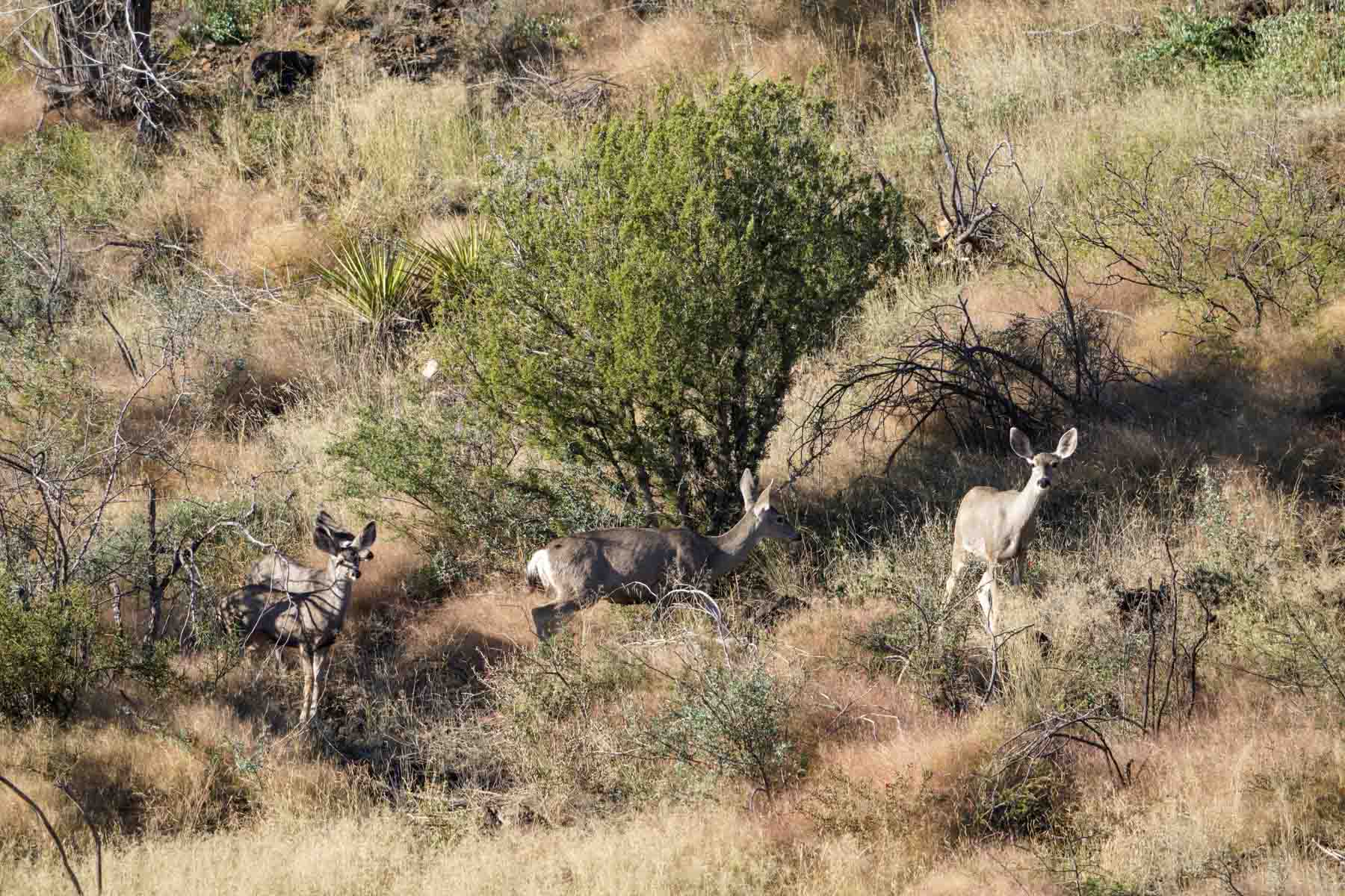 Y Bar O Ranch property picture 22 of 98