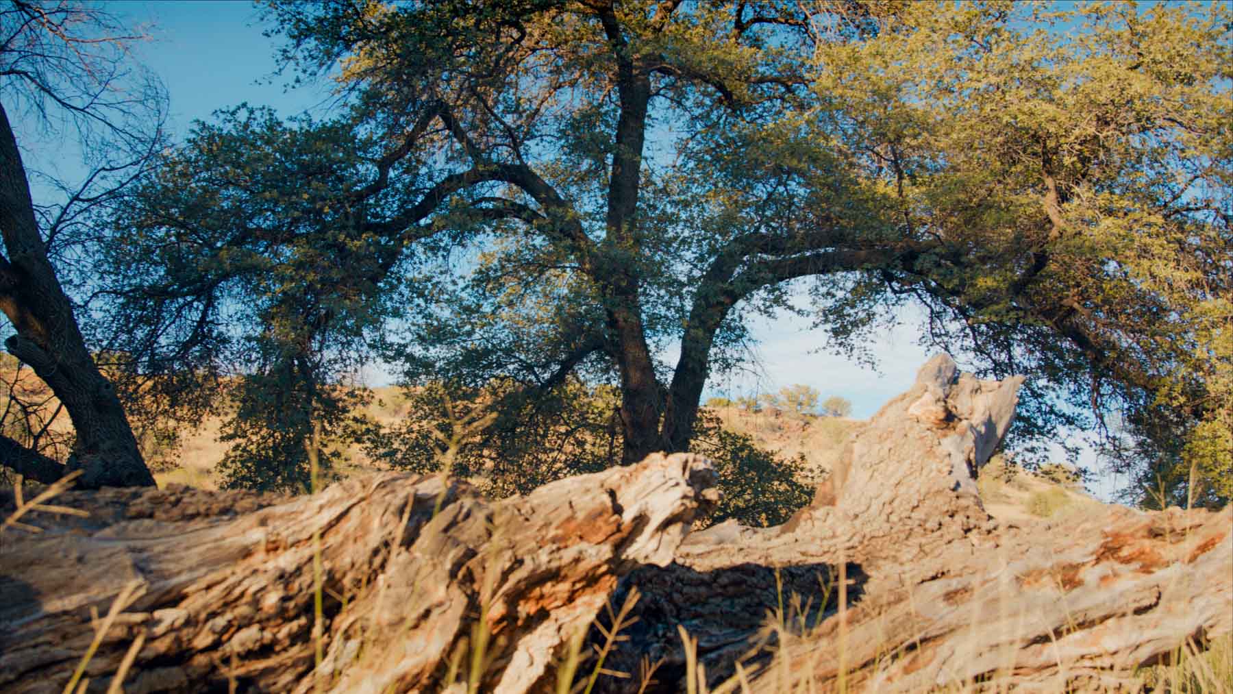 Y Bar O Ranch property picture 84 of 98