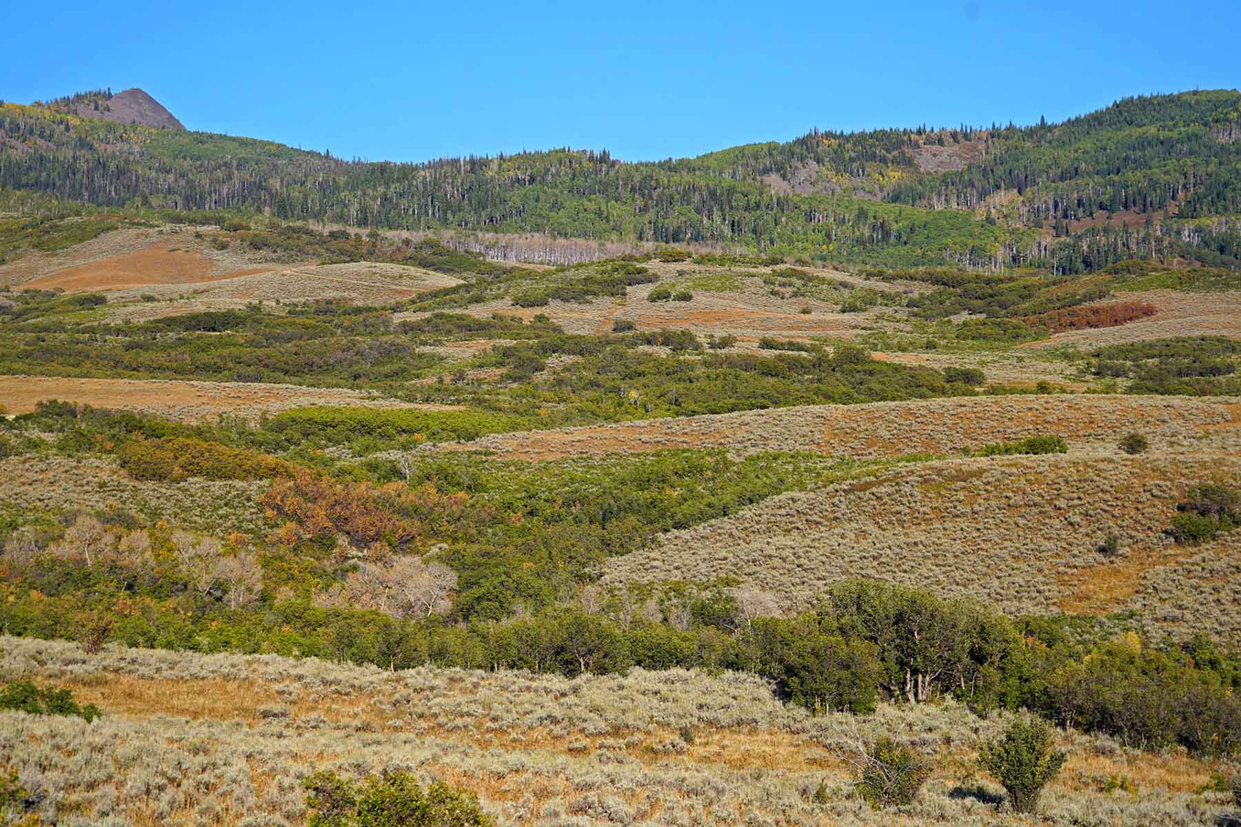 Colorado Haven property picture 34 of 97