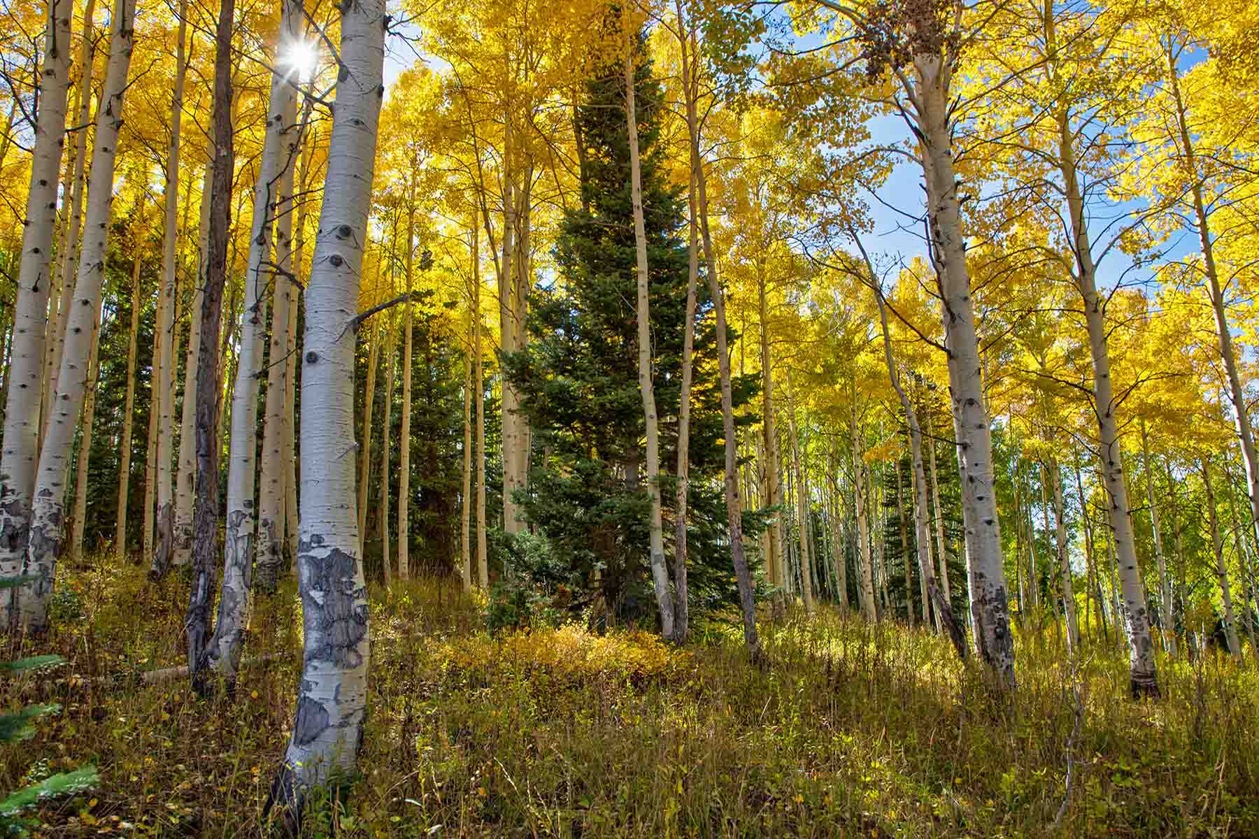 Colorado Haven property picture 6 of 97