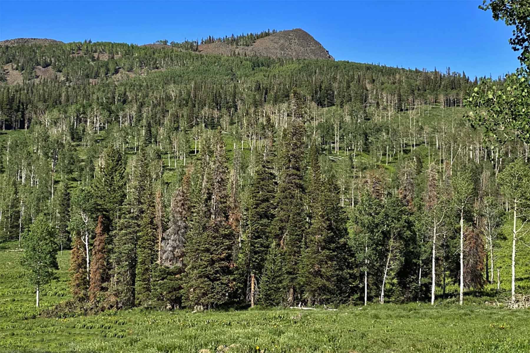 Colorado Haven property picture 20 of 97