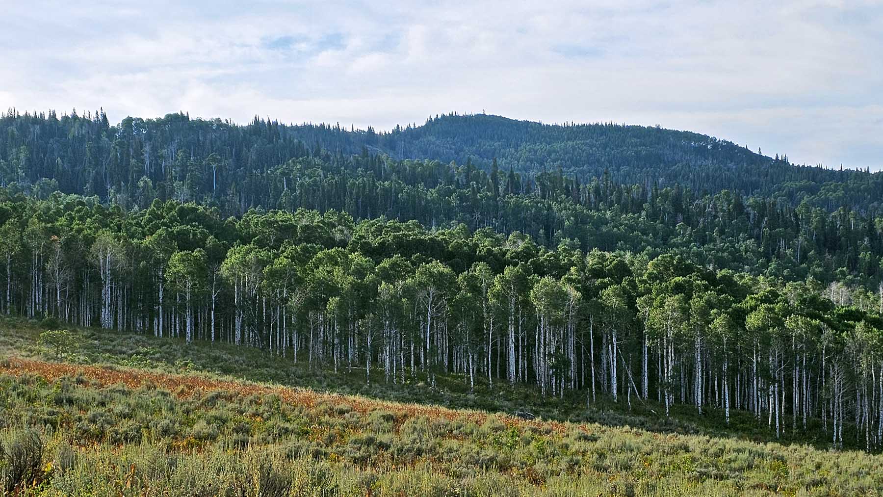 Colorado Haven property picture 17 of 97