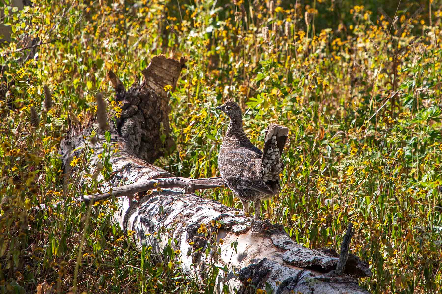 Colorado Haven property picture 56 of 97