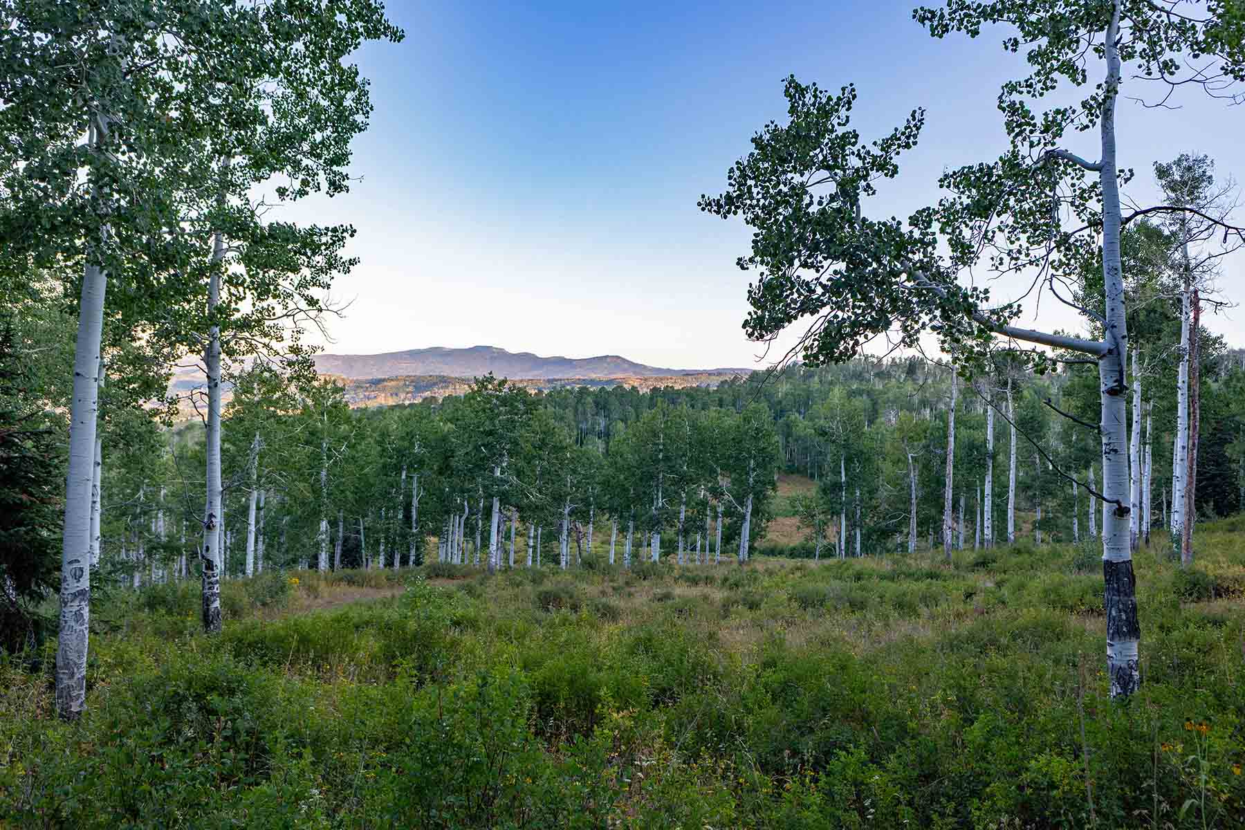 Colorado Haven property picture 26 of 97