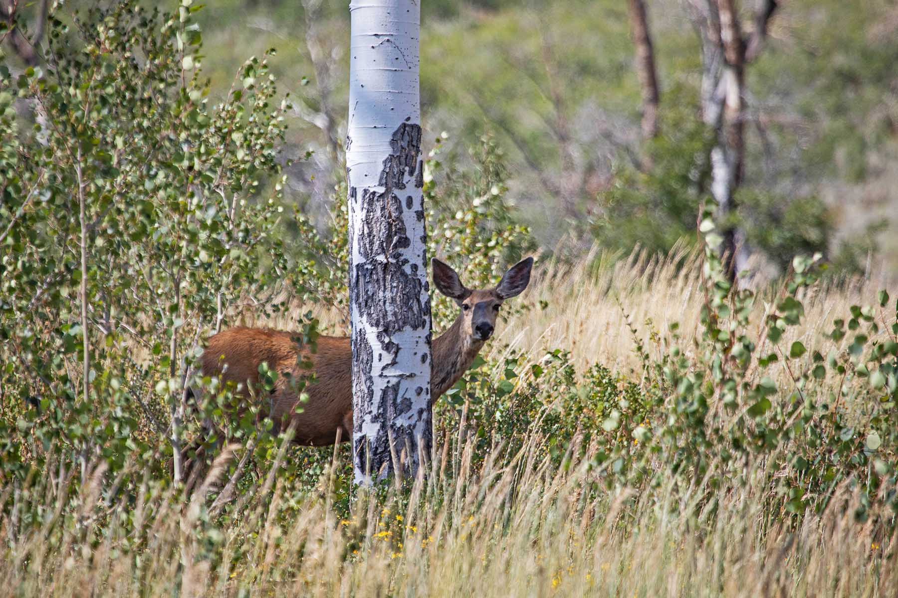 Colorado Haven property picture 61 of 97