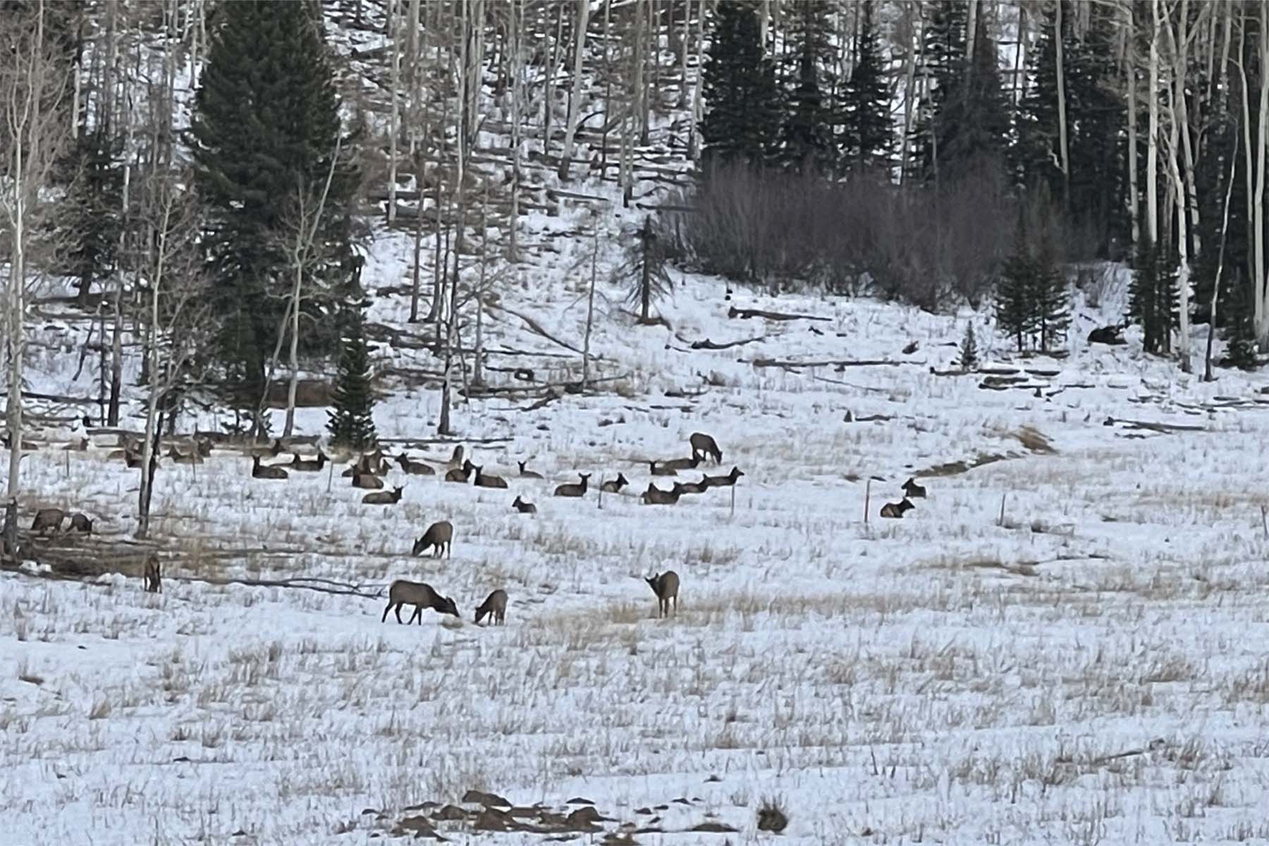 Colorado Haven property picture 43 of 97