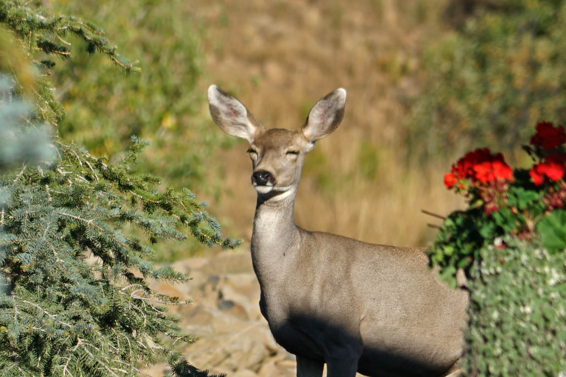 Colorado Haven property picture 87 of 97
