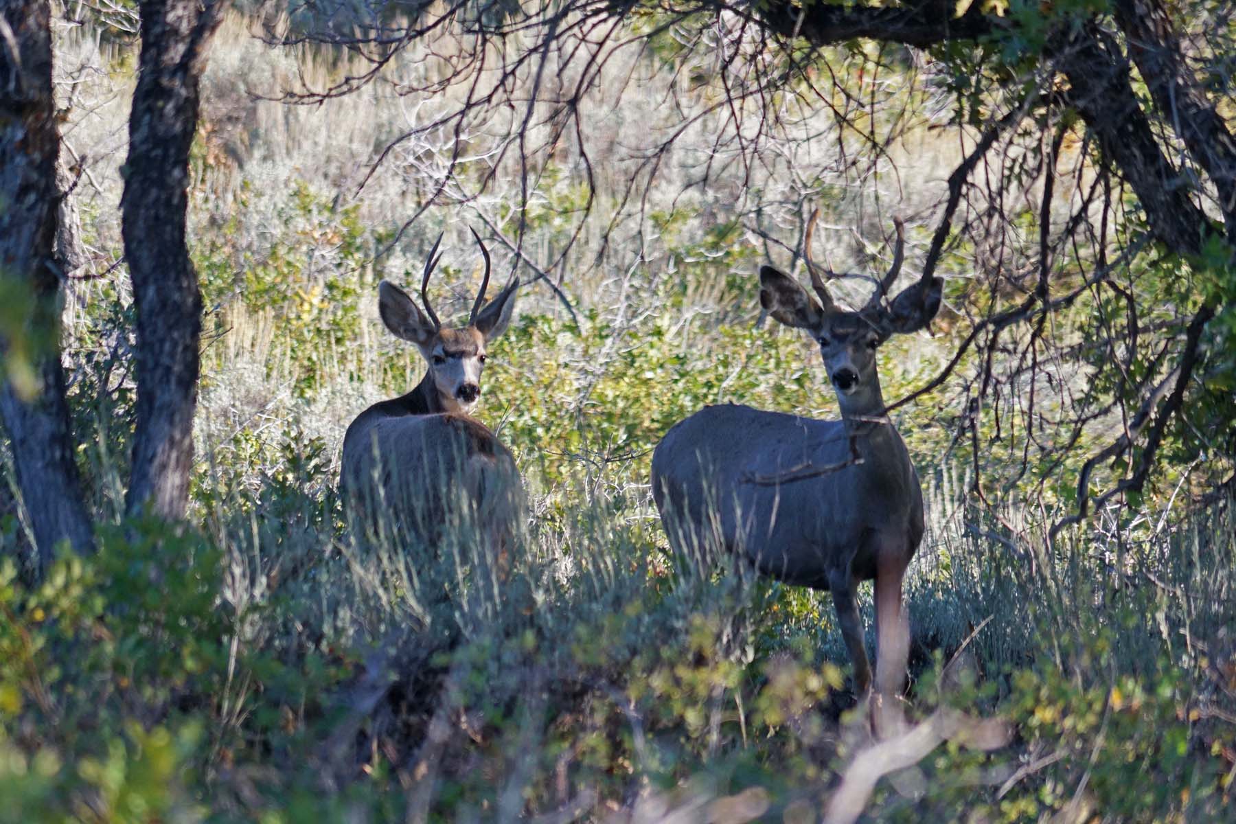 Colorado Haven property picture 55 of 97
