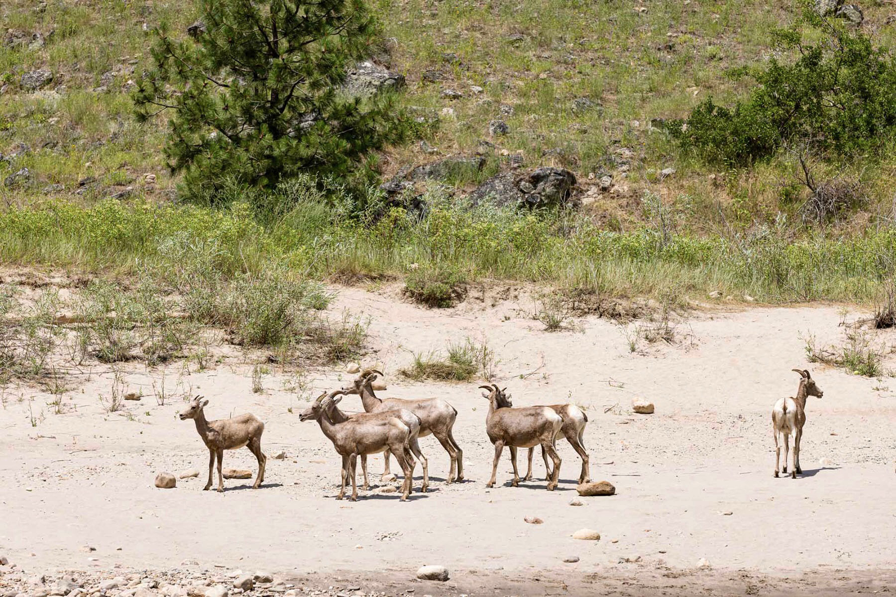 Mackay Bar Outfitters & Guest Ranch property picture 86 of 117