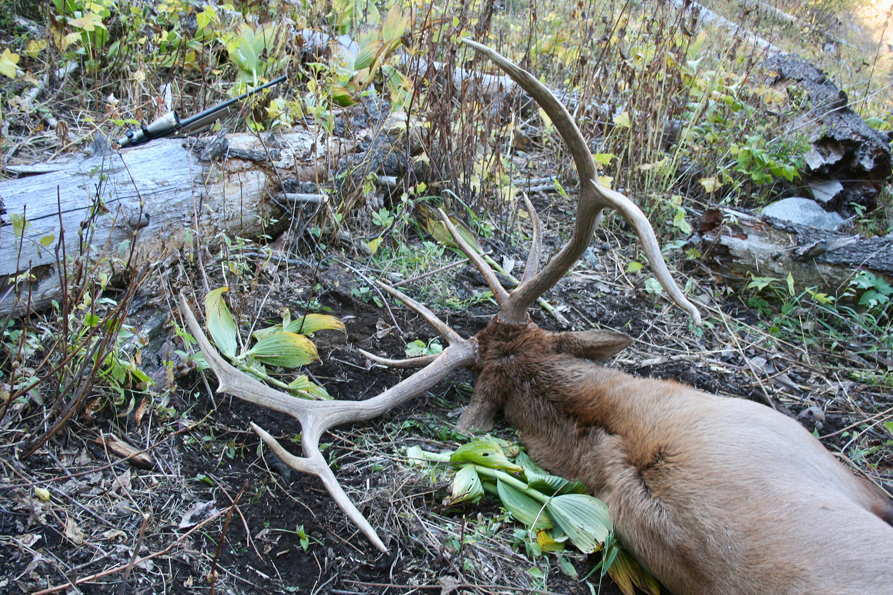 Mackay Bar Outfitters & Guest Ranch property picture 3 of 117