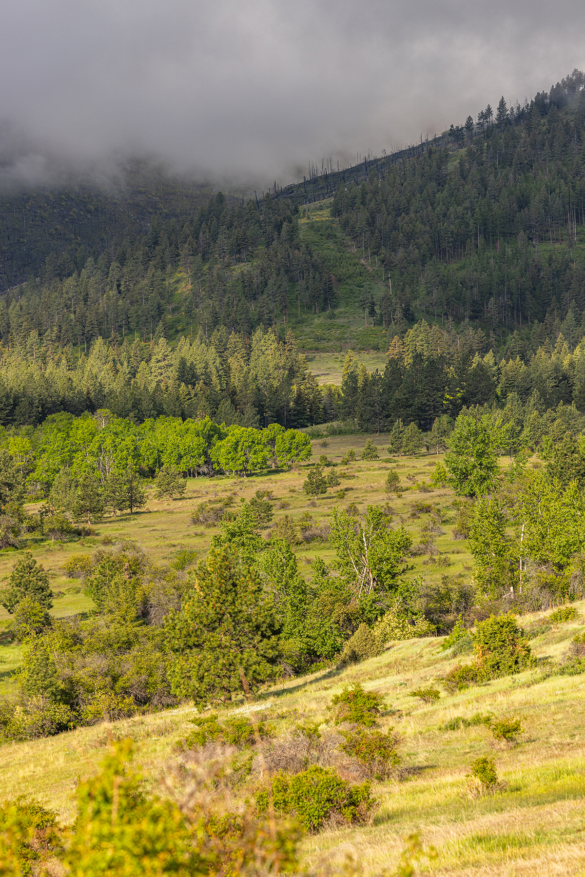 Summit at Lolo Ranch property picture 2 of 28