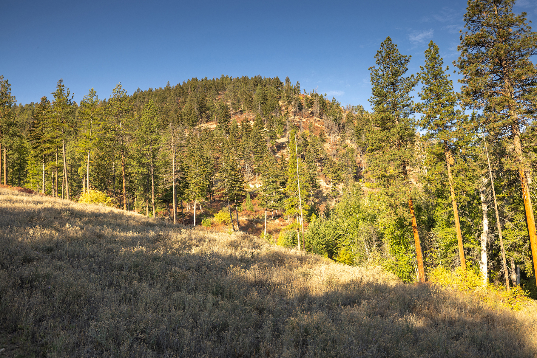 Summit at Lolo Ranch property picture 24 of 28