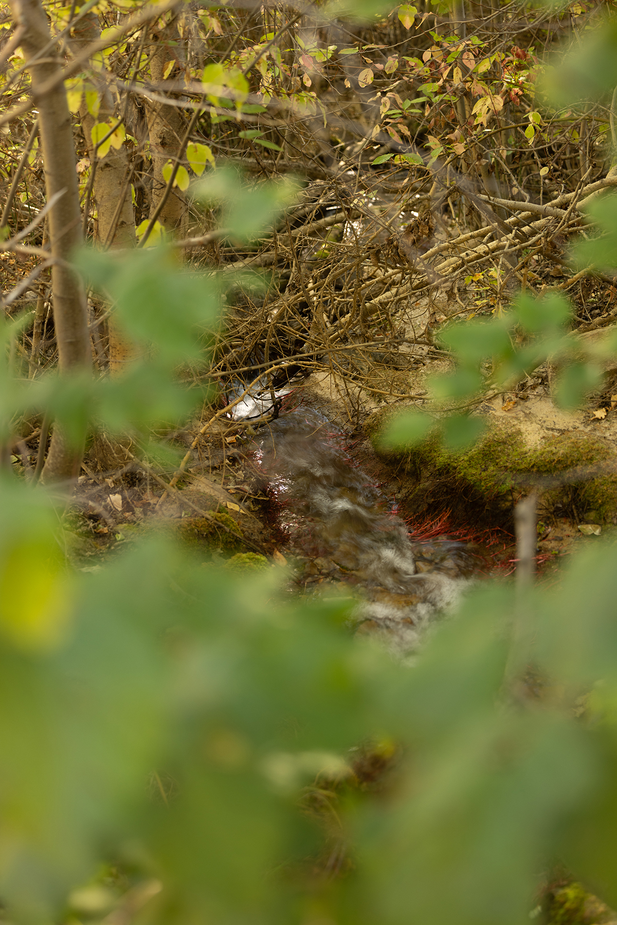 Summit at Lolo Ranch property picture 23 of 28