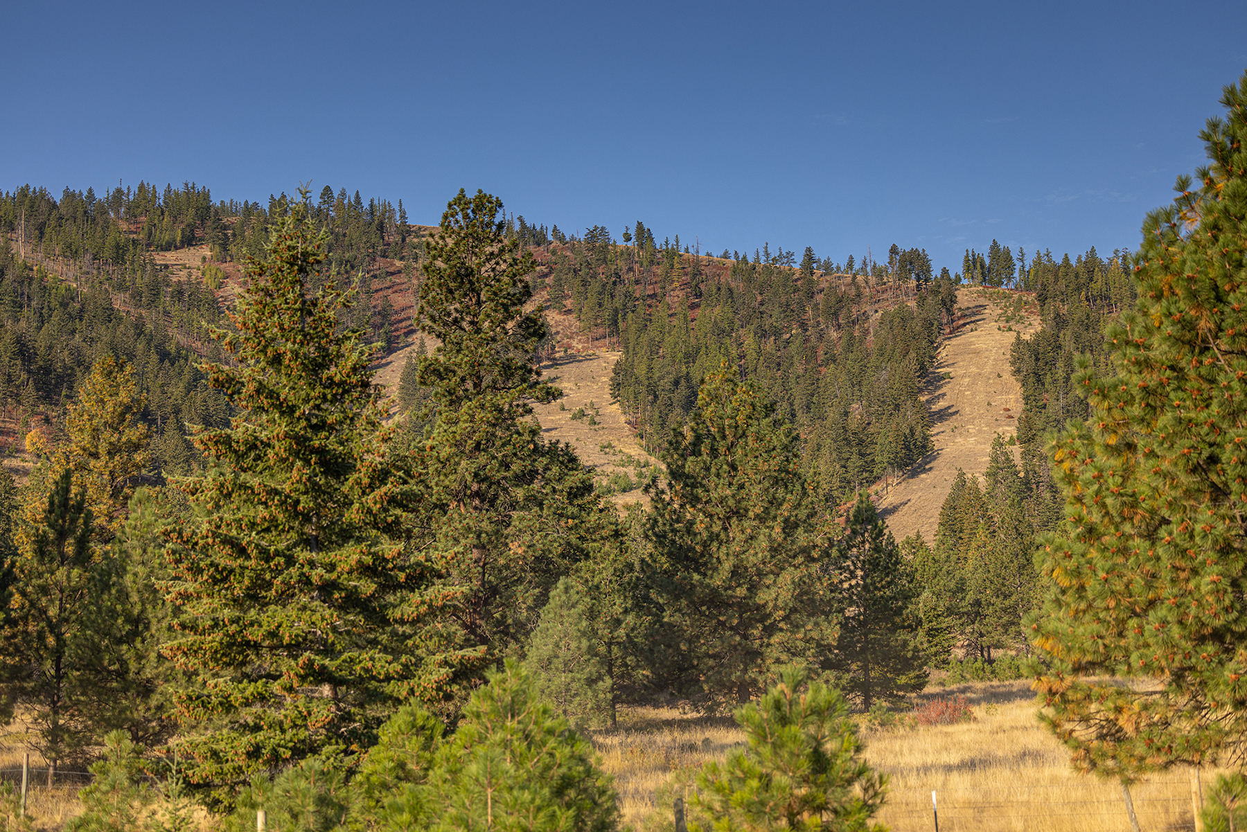 Summit at Lolo Ranch property picture 22 of 28