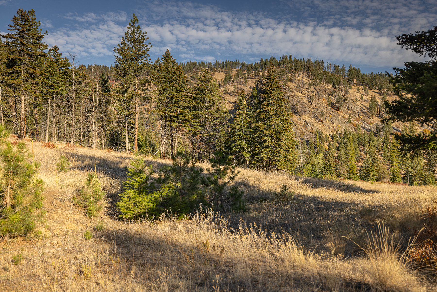 Summit at Lolo Ranch property picture 28 of 28