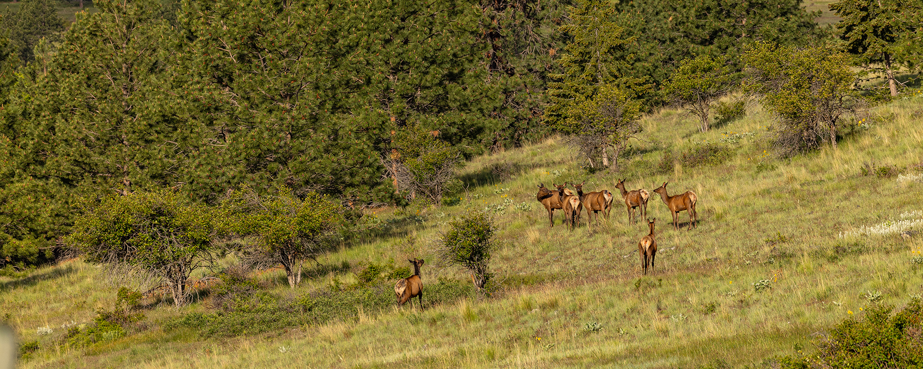 Summit at Lolo Ranch property picture 1 of 28