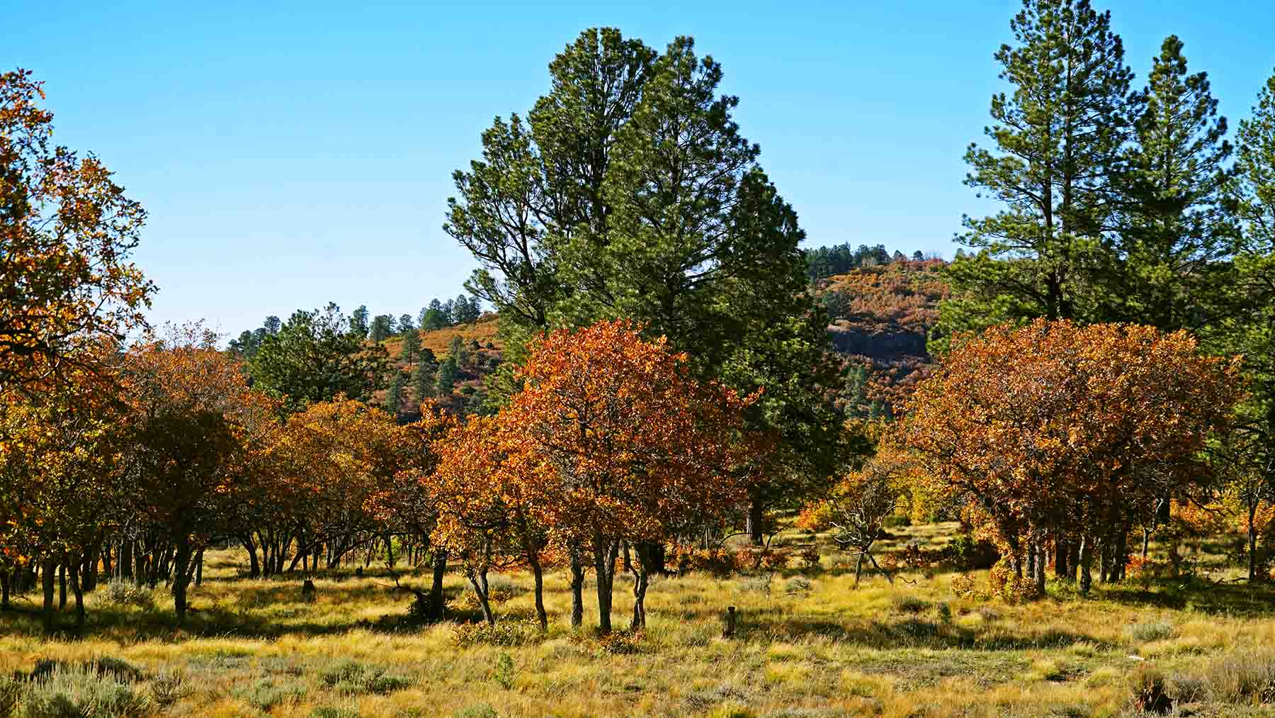 Wilson Bar Ranch property picture 23 of 58