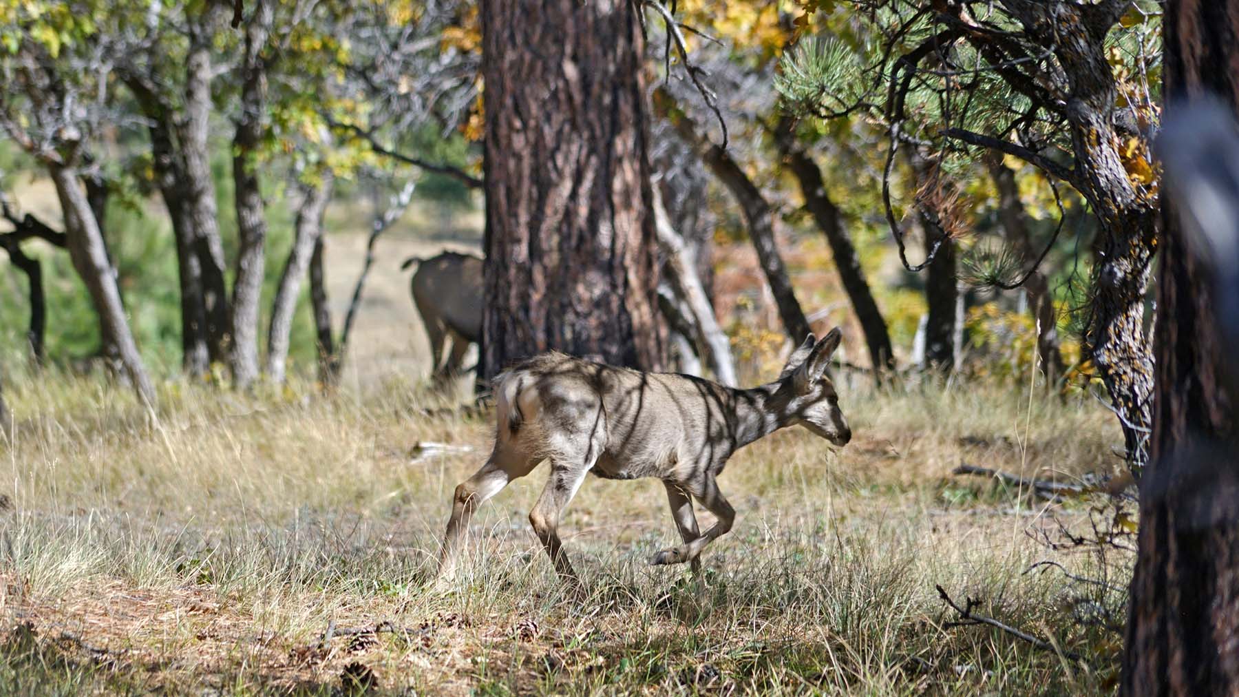 Wilson Bar Ranch property picture 18 of 58