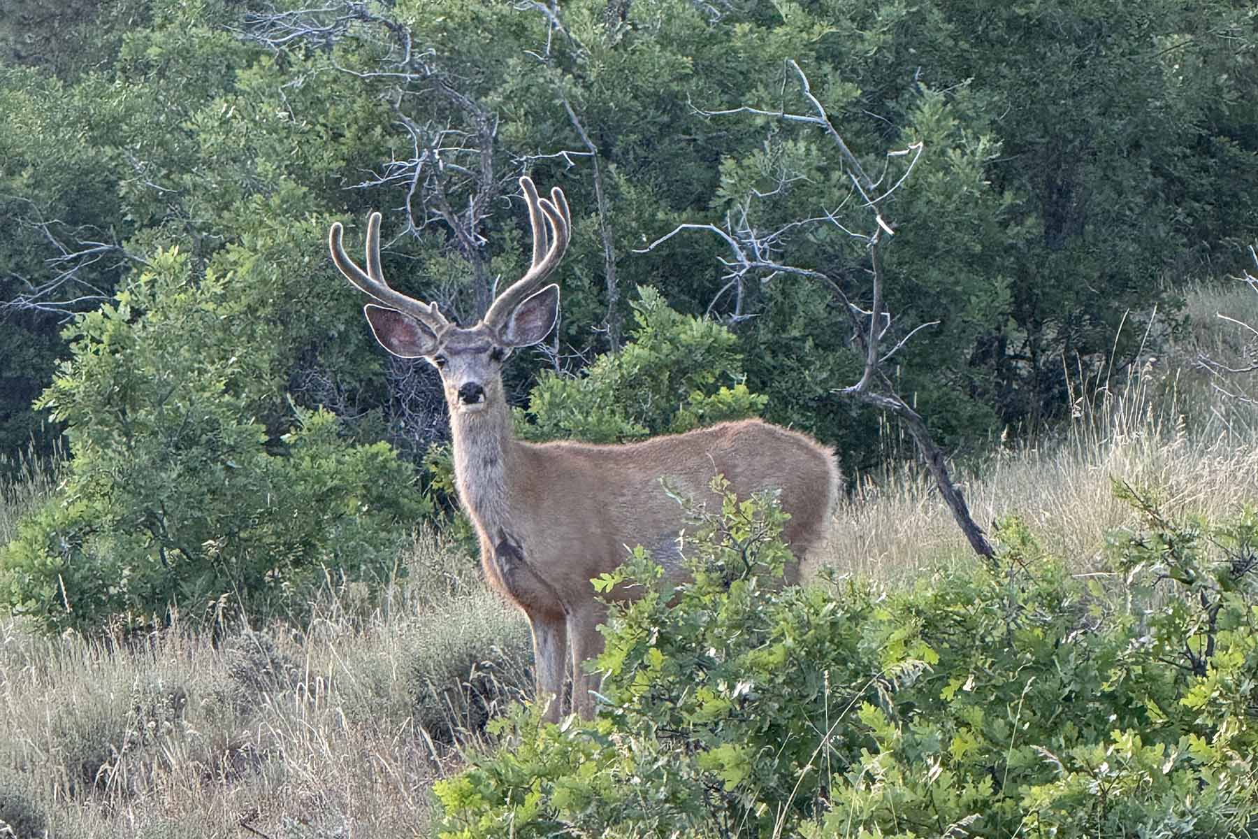 Wilson Bar Ranch property picture 58 of 58