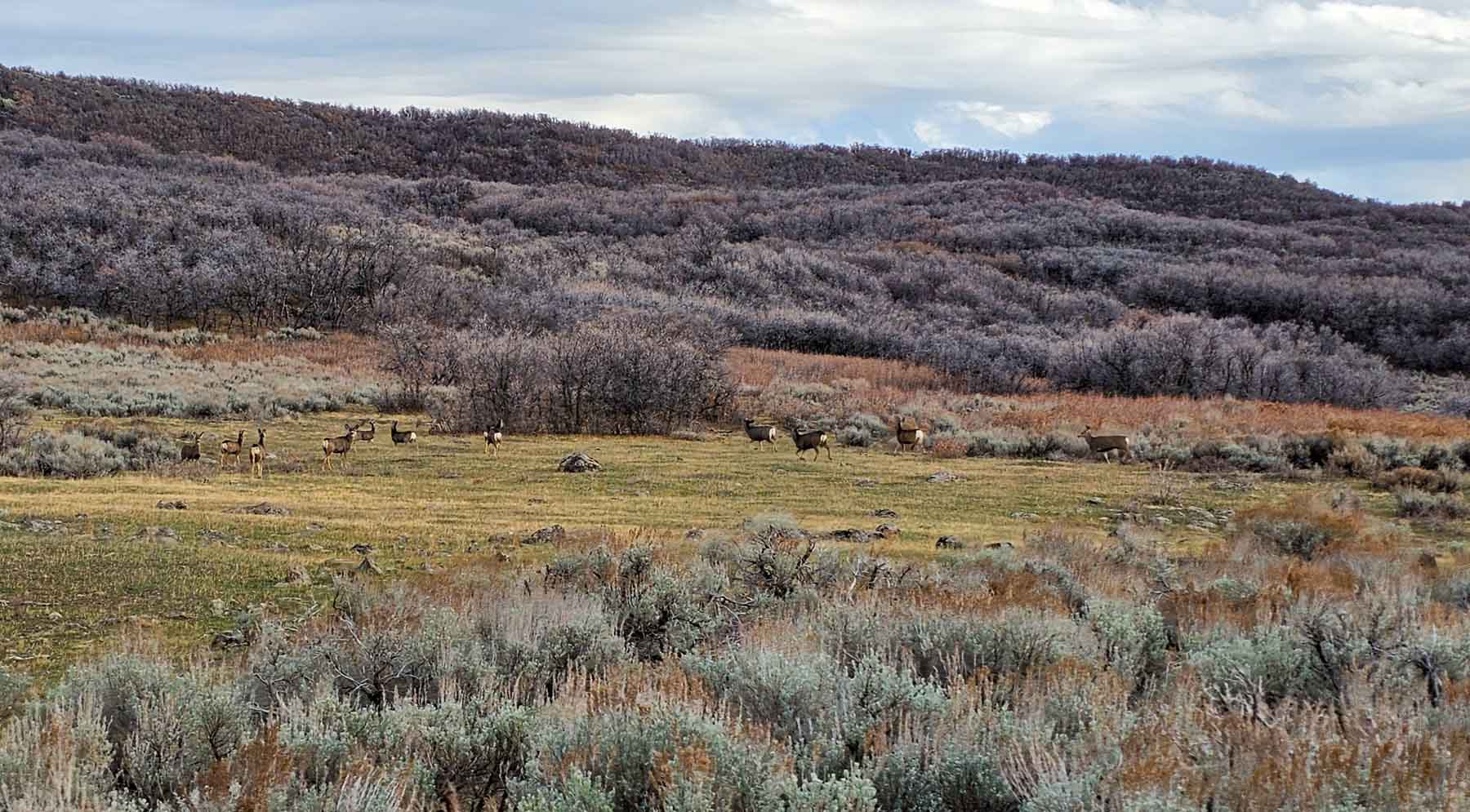 Cottonwood Ranch property picture 53 of 65
