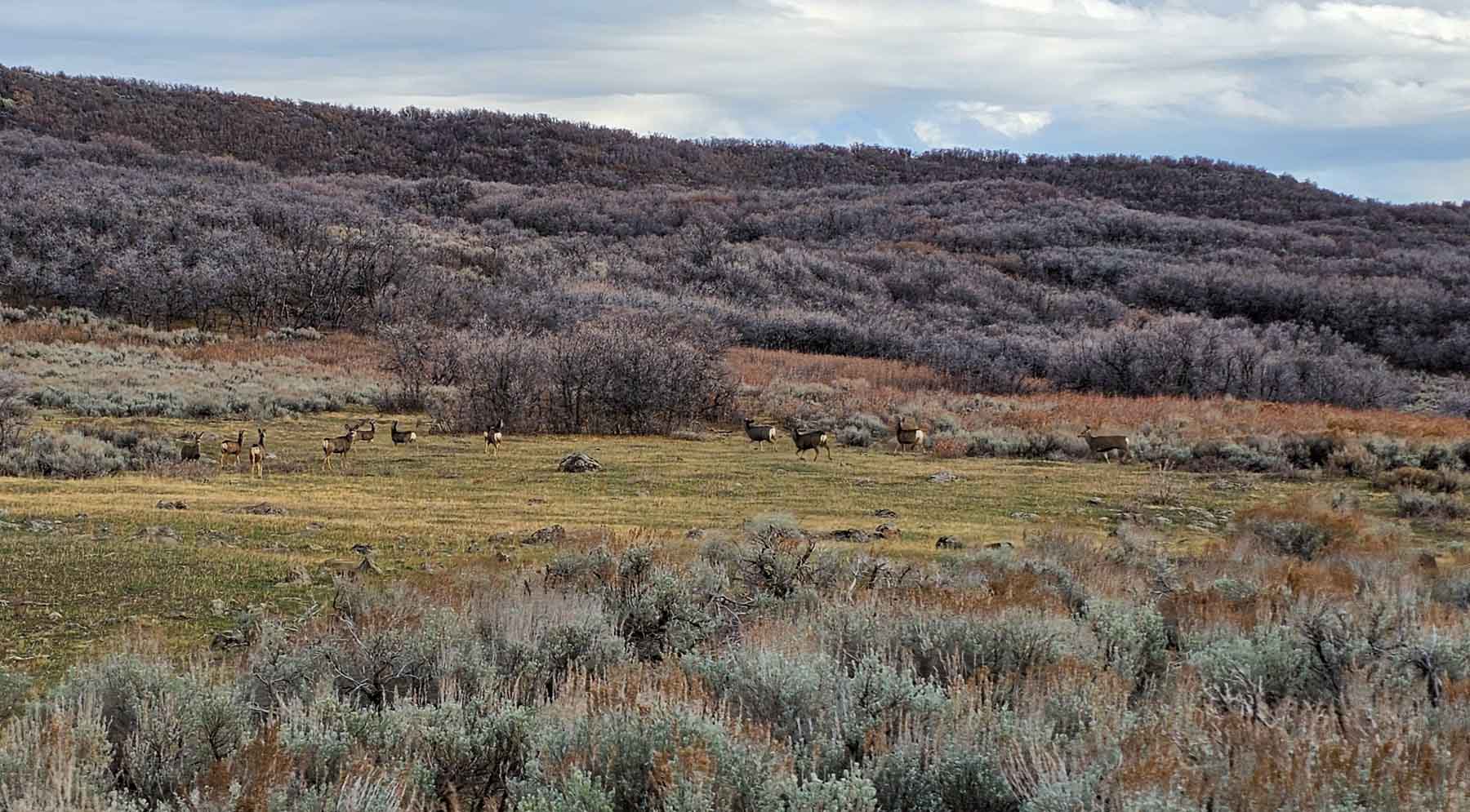 Cottonwood Ranch property picture 8 of 29