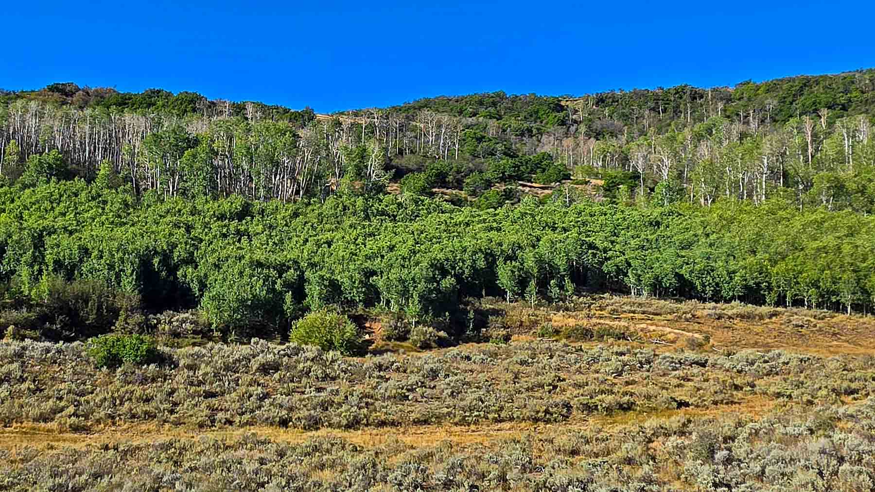 Cottonwood Ranch property picture 7 of 29