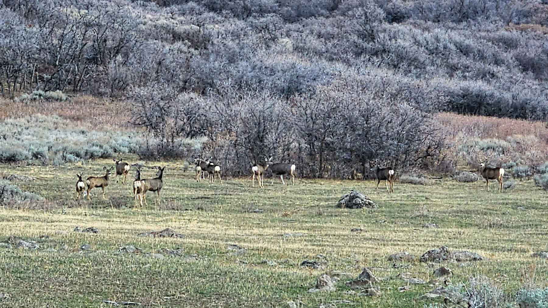 Cottonwood Ranch property picture 54 of 65