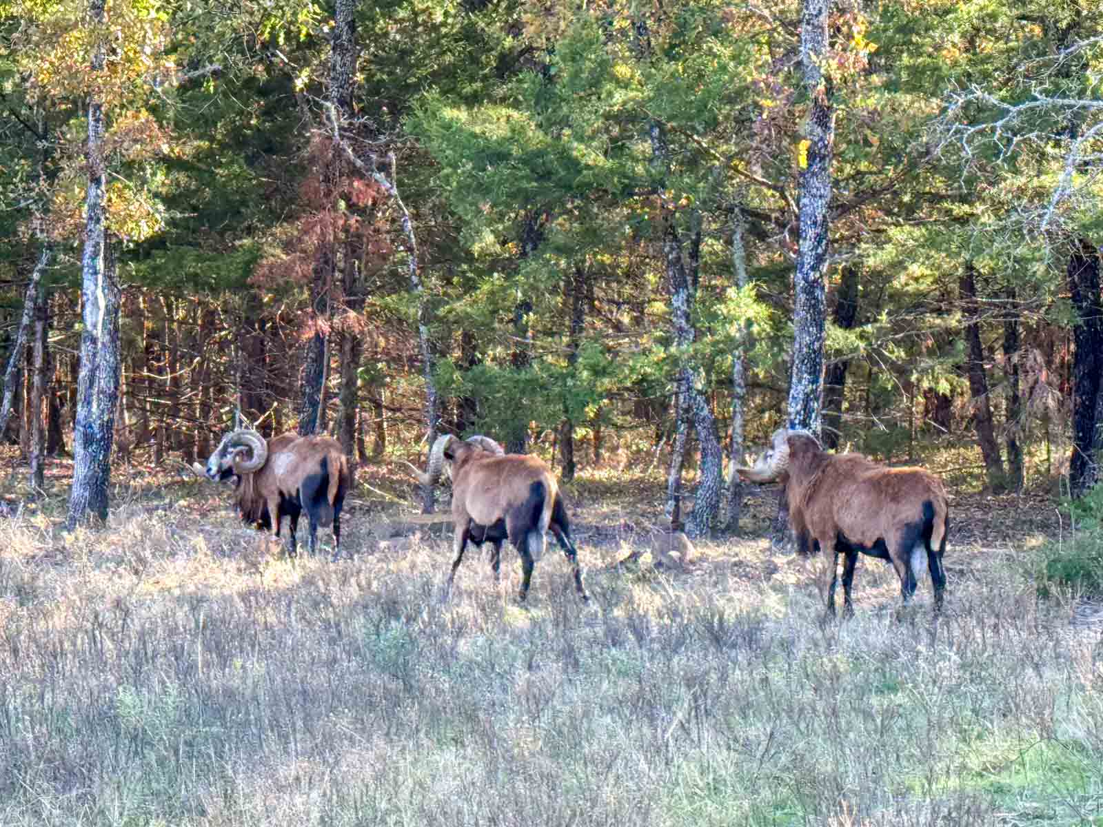 Five Stone Ranch property picture 59 of 88