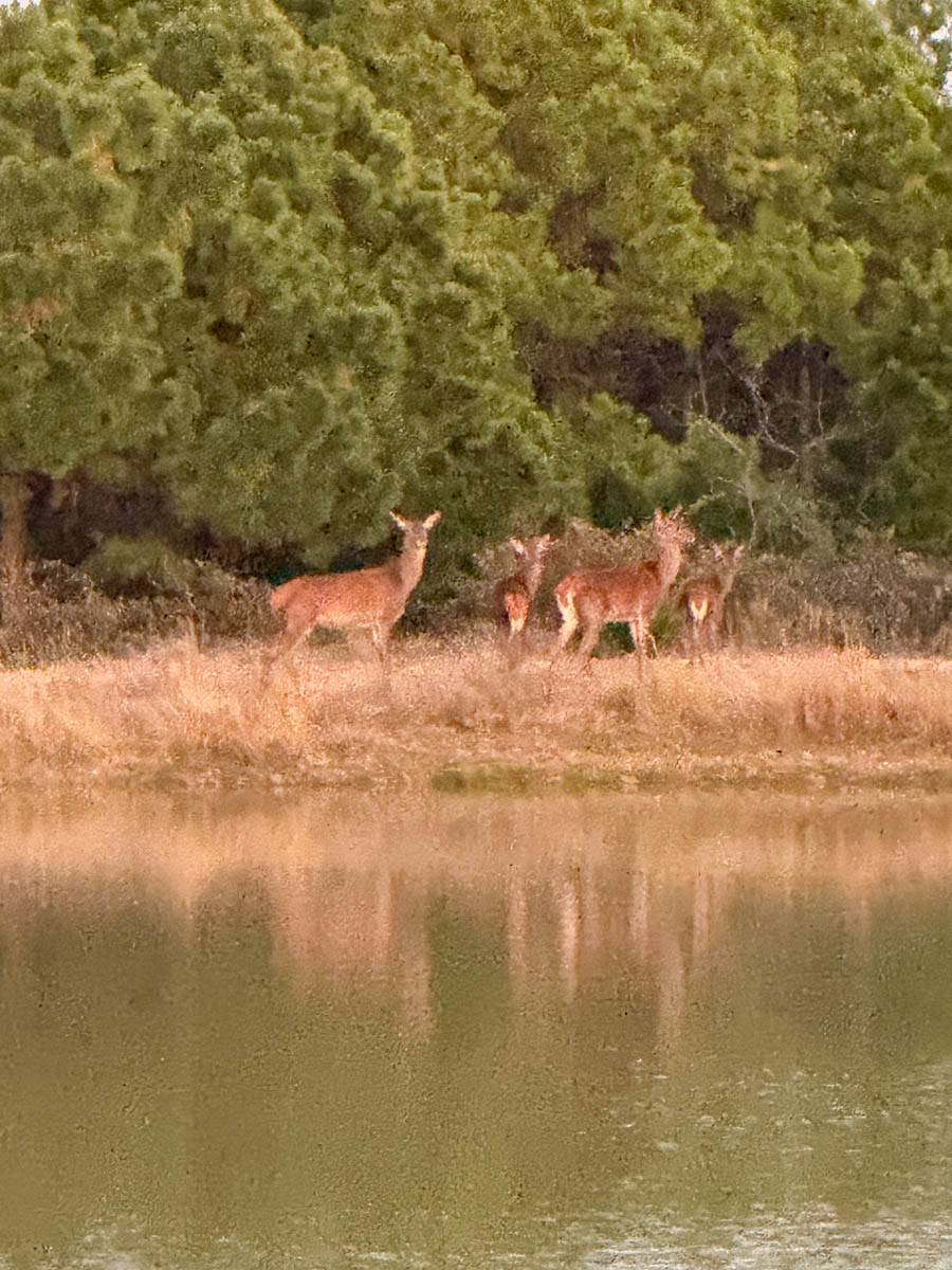 Five Stone Ranch property picture 57 of 88