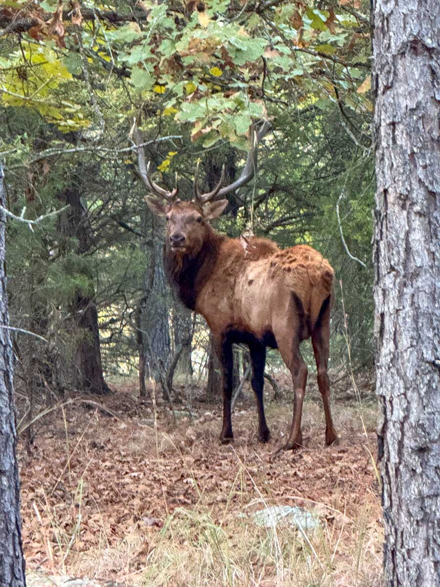 Five Stone Ranch property picture 56 of 88
