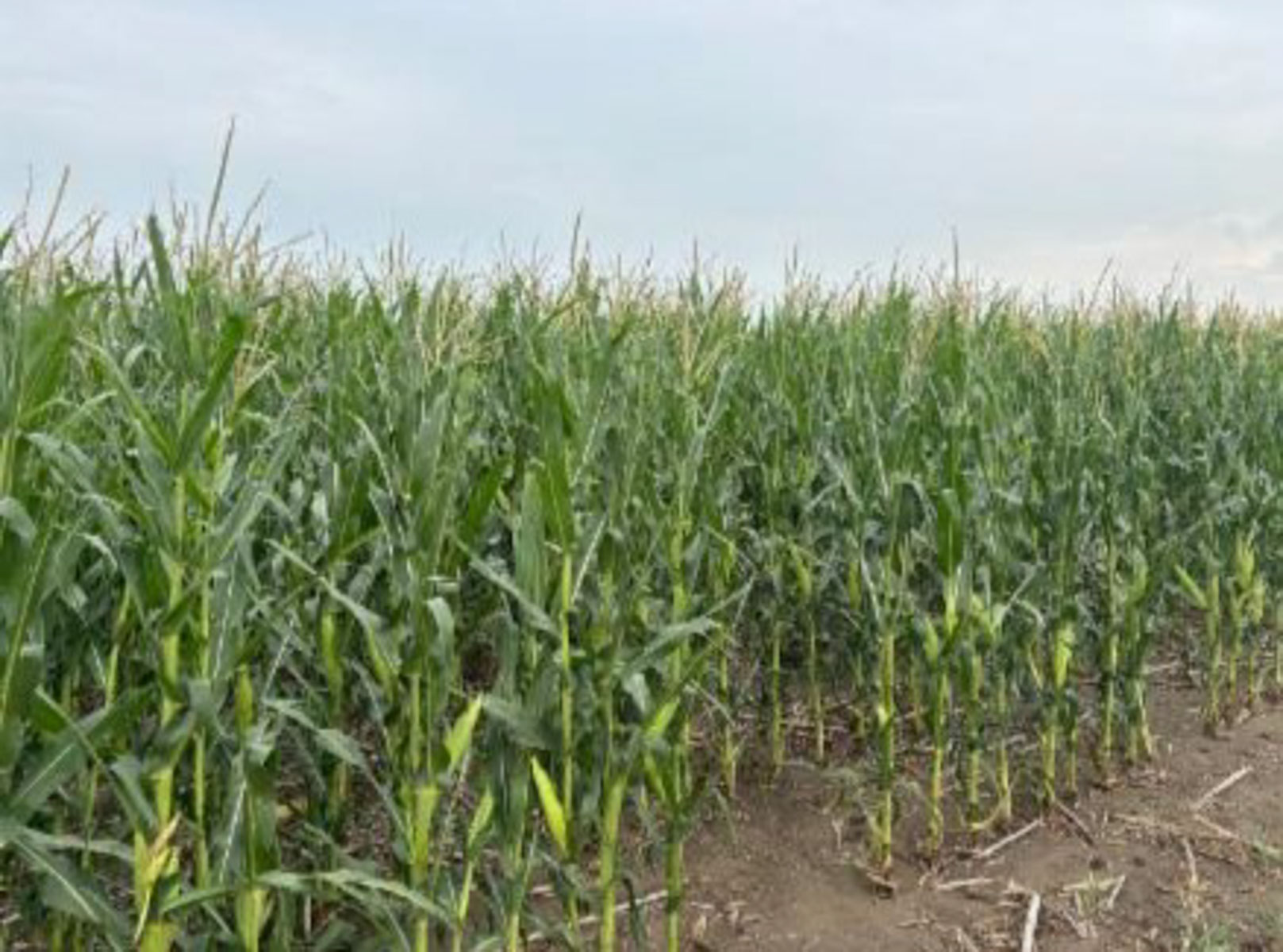 LaForge Farm & Hunting Land property picture 15 of 64