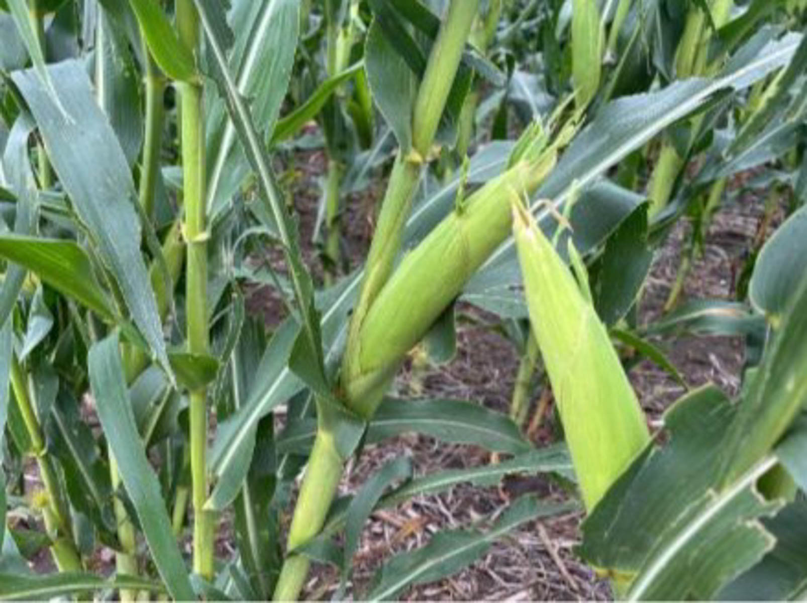 LaForge Farm & Hunting Land property picture 13 of 64