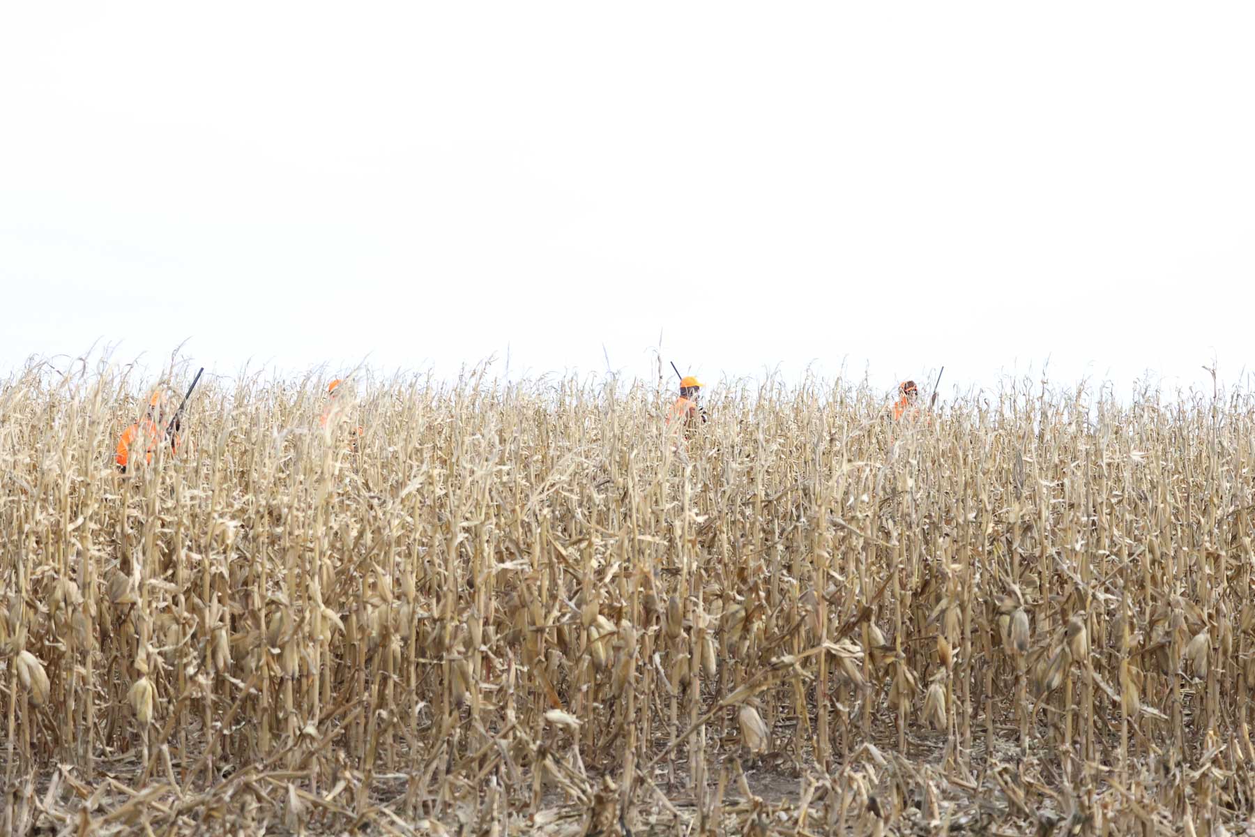 LaForge Farm & Hunting Land property picture 28 of 64