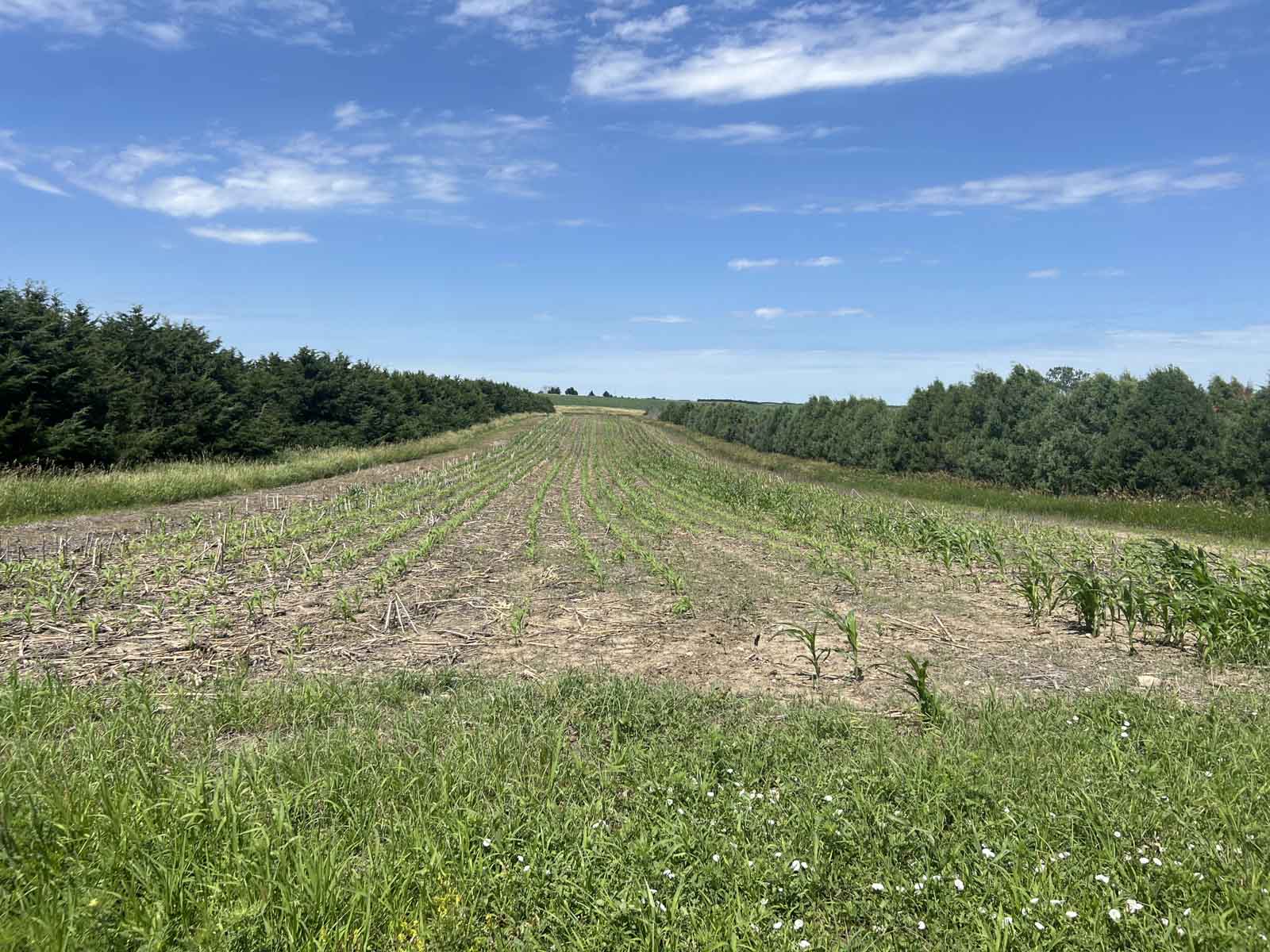 LaForge Farm & Hunting Land property picture 14 of 64