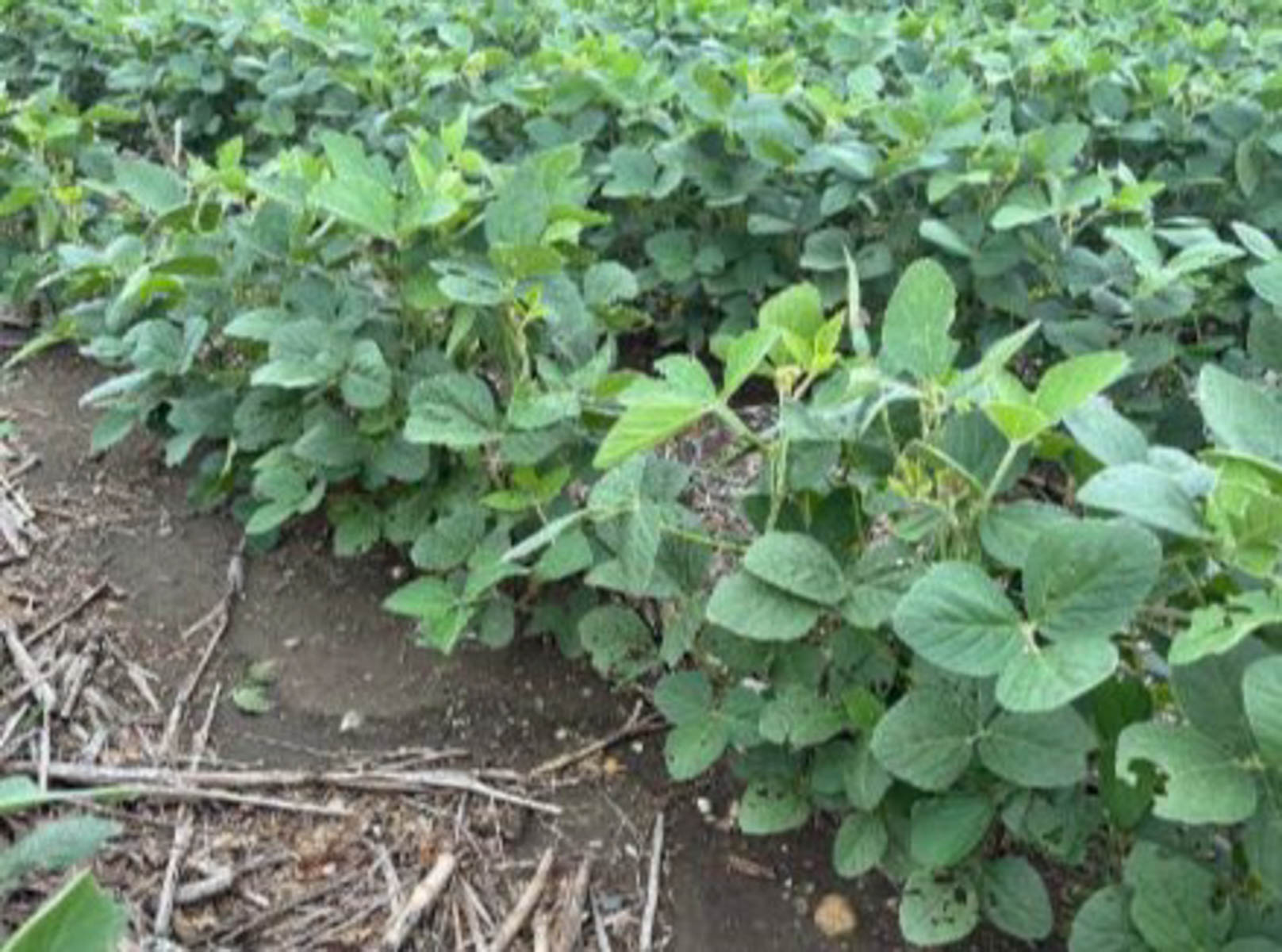 LaForge Farm & Hunting Land property picture 19 of 64